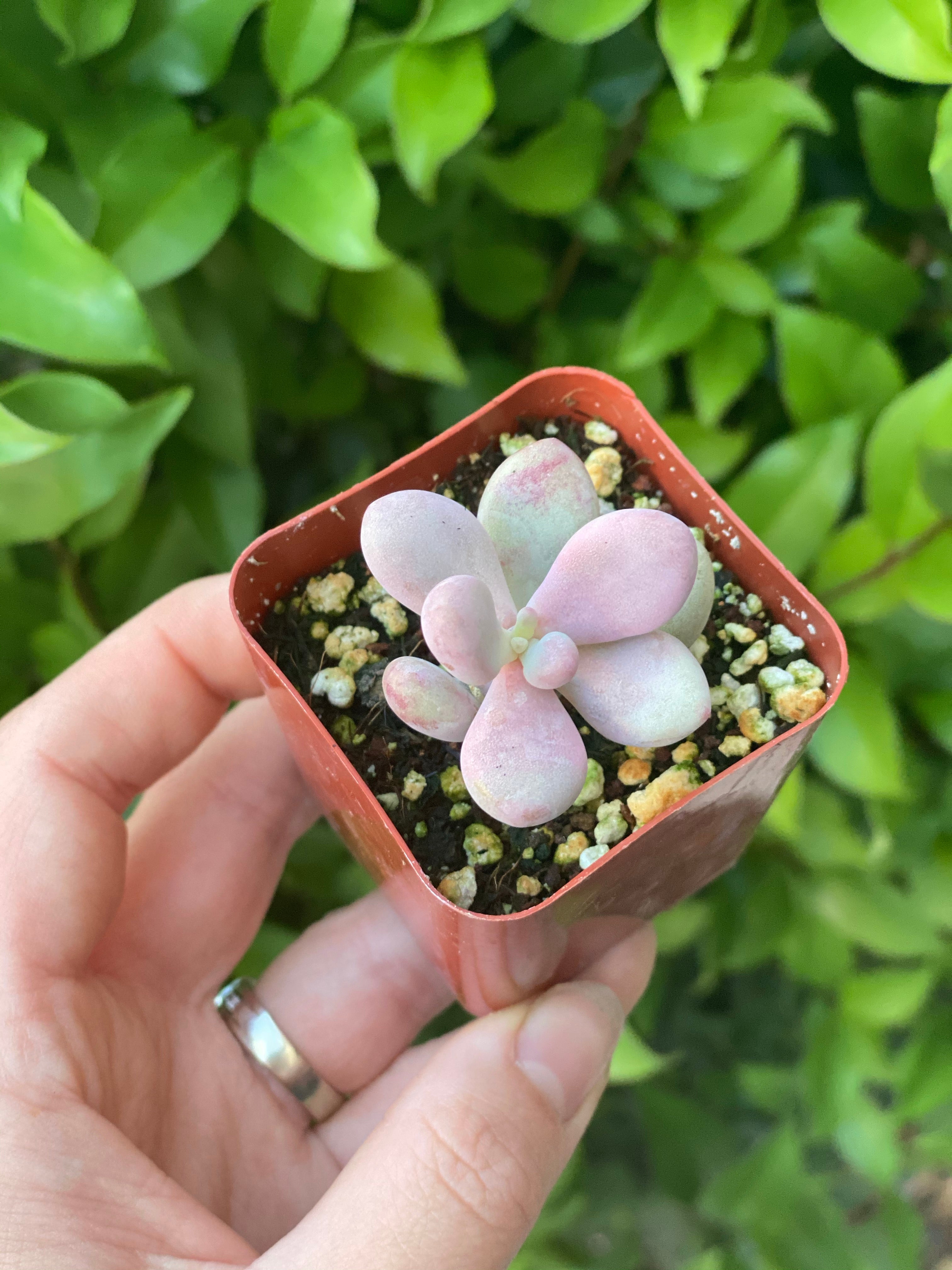Pink Moonstones - Pachyphytum Oviferum - Image 3
