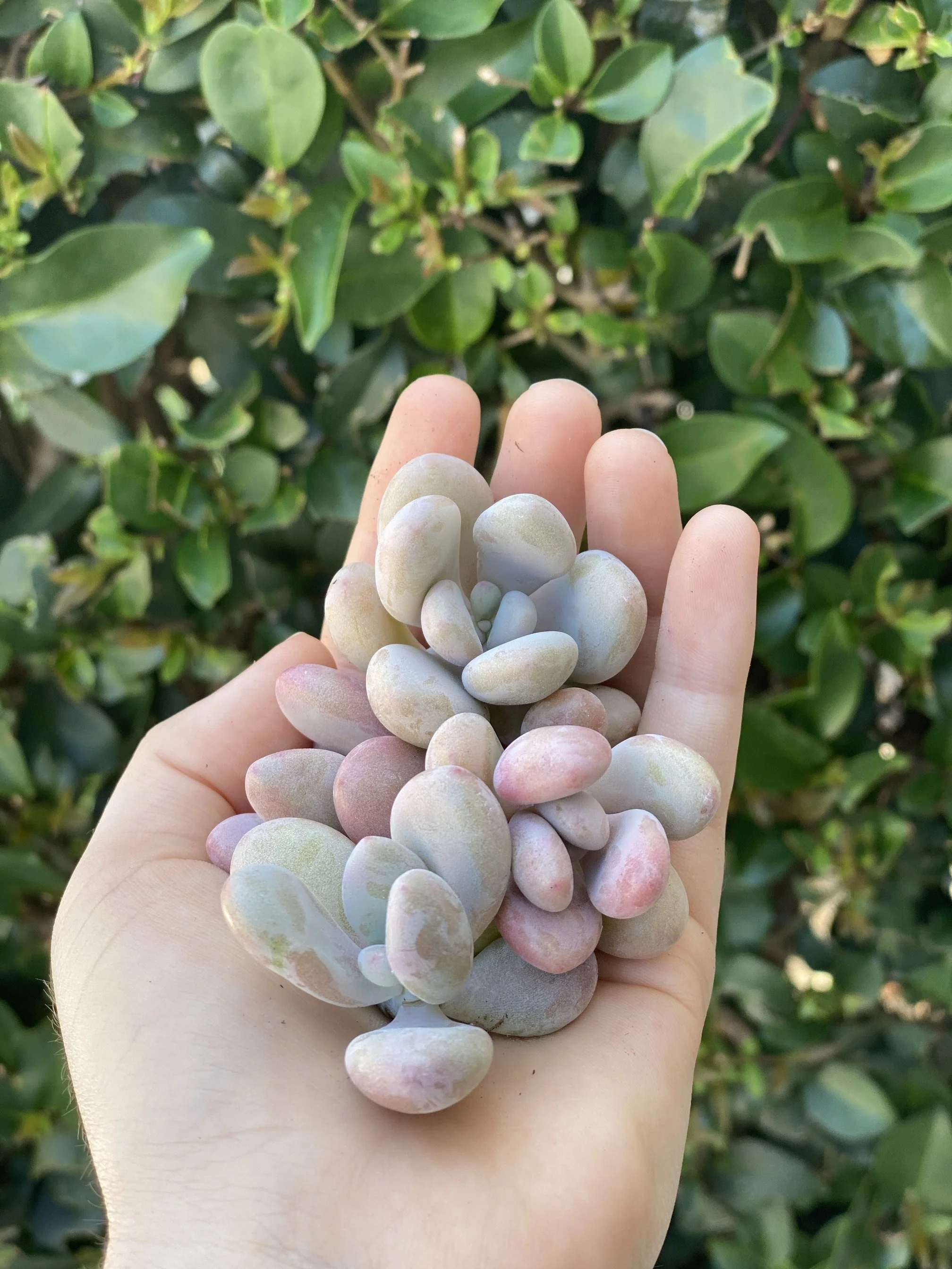 Pink Moonstones - Pachyphytum Oviferum - Image 4