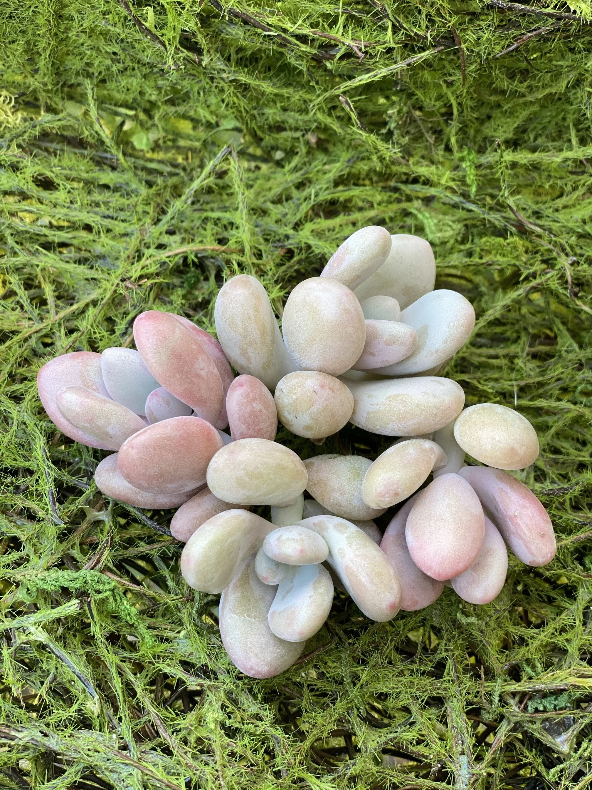 Pink Moonstones - Pachyphytum Oviferum - Image 5
