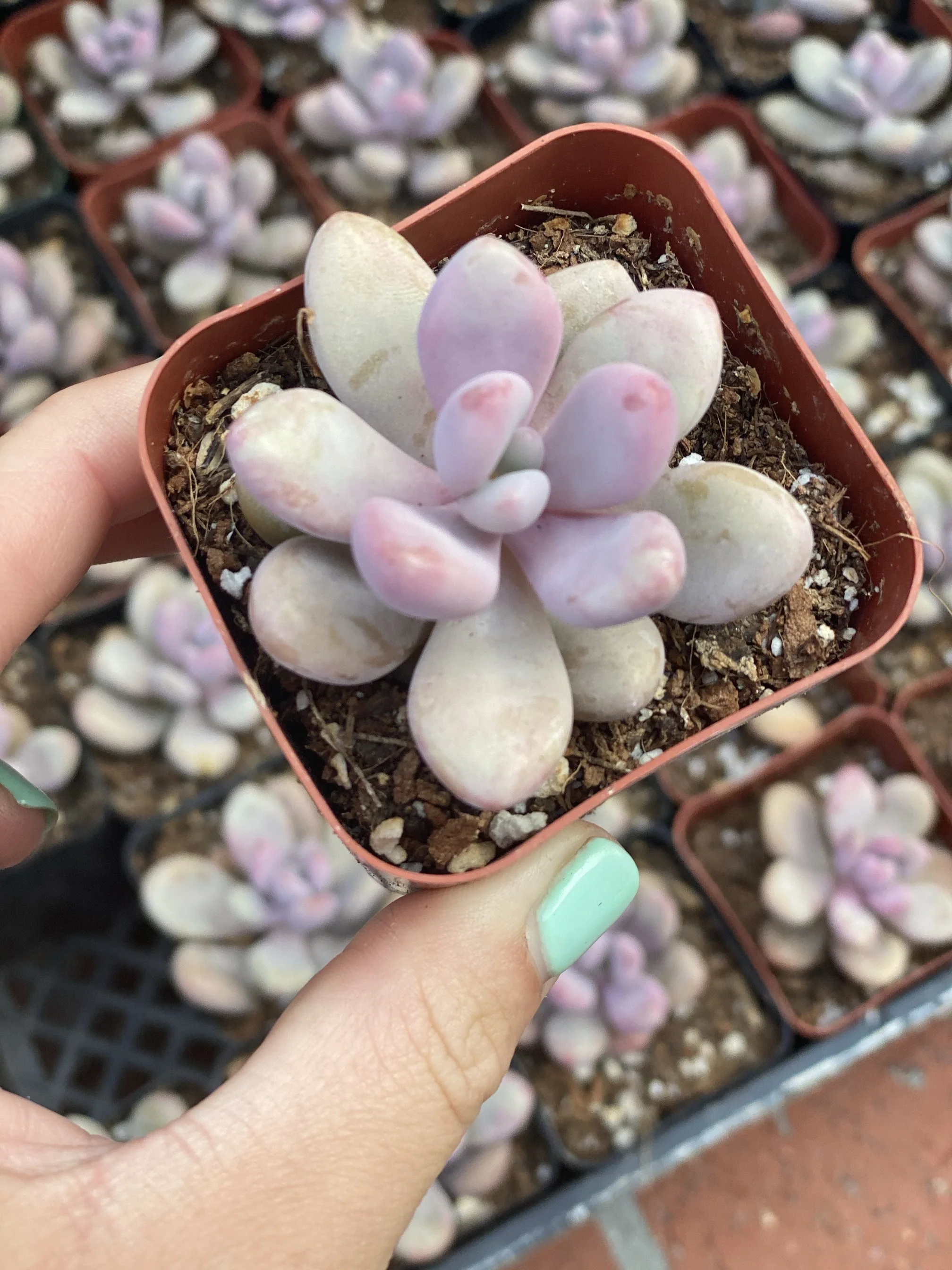 Pink Moonstones - Pachyphytum Oviferum - Image 6