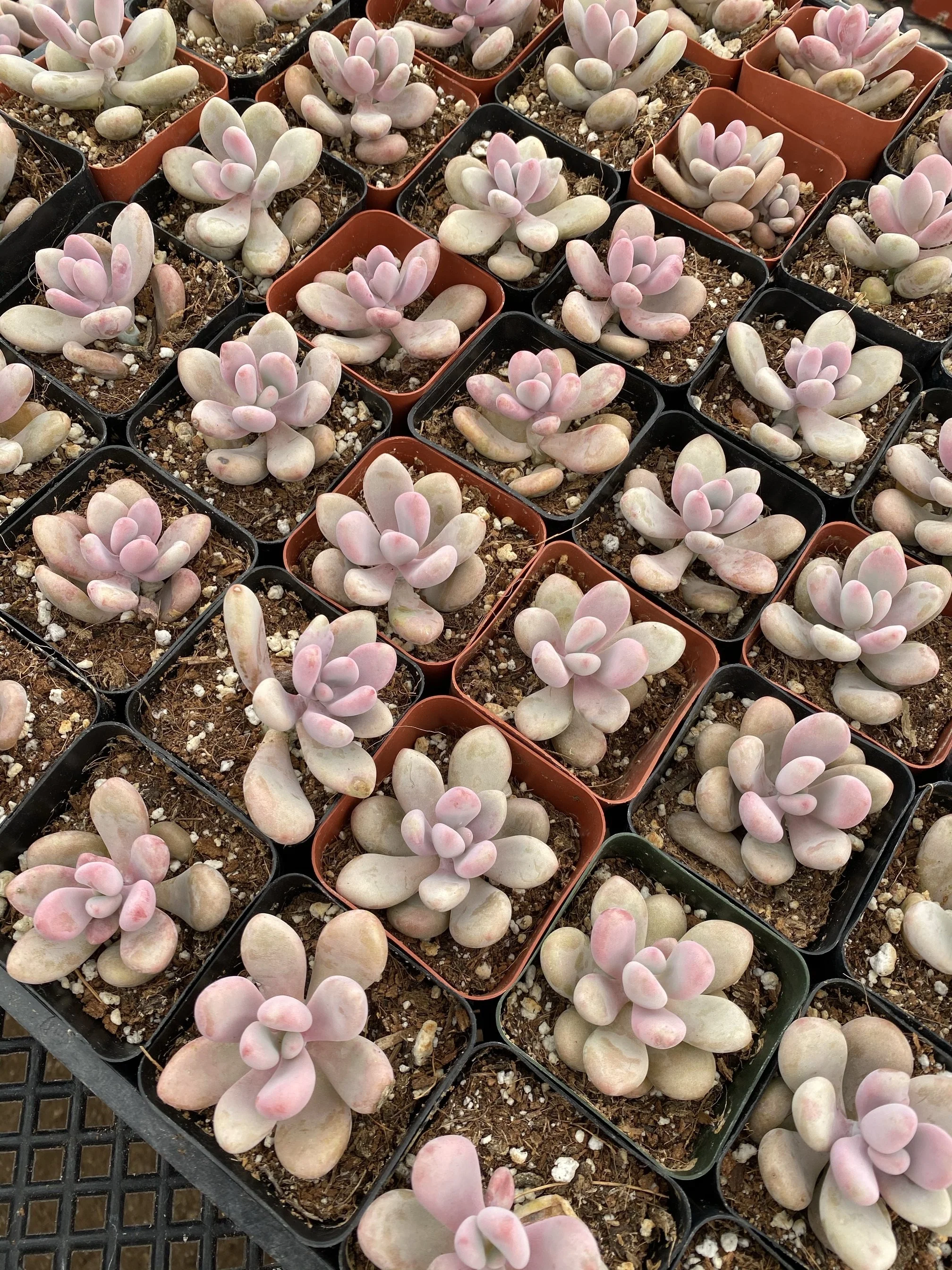 Pink Moonstones - Pachyphytum Oviferum - Image 7