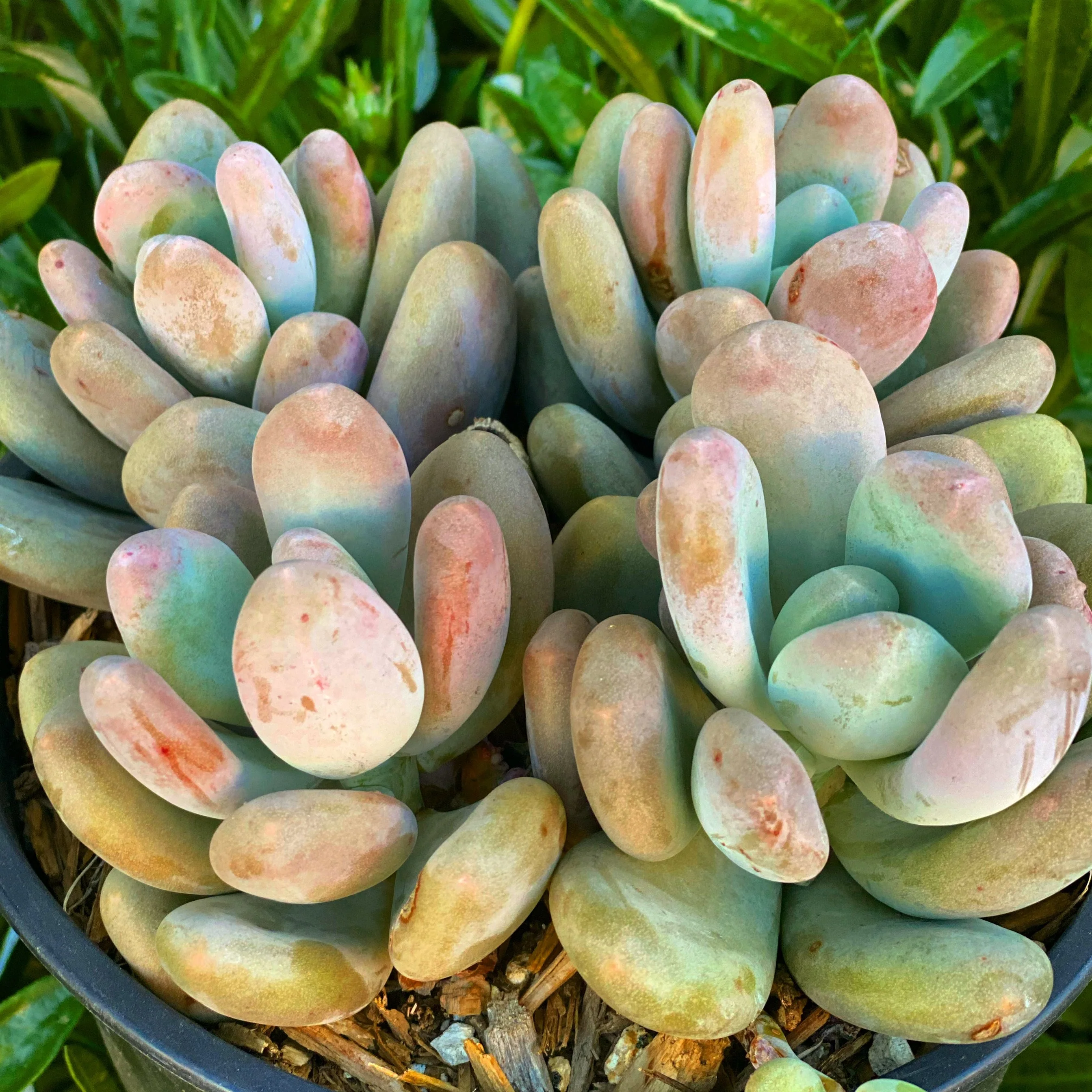Pink Moonstones - Pachyphytum Oviferum - Image 8