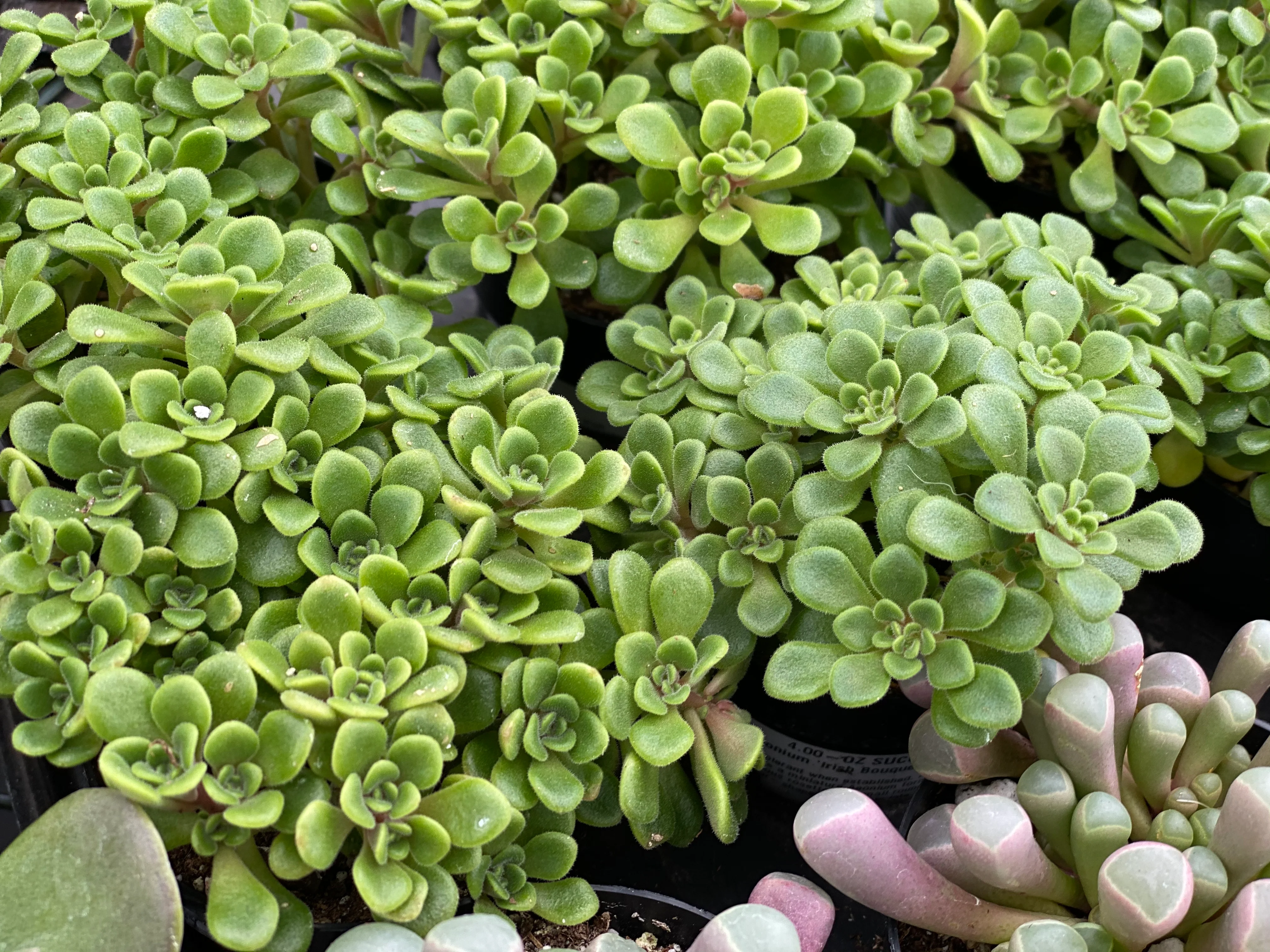 Aeonium Irish Bouquet - Image 4
