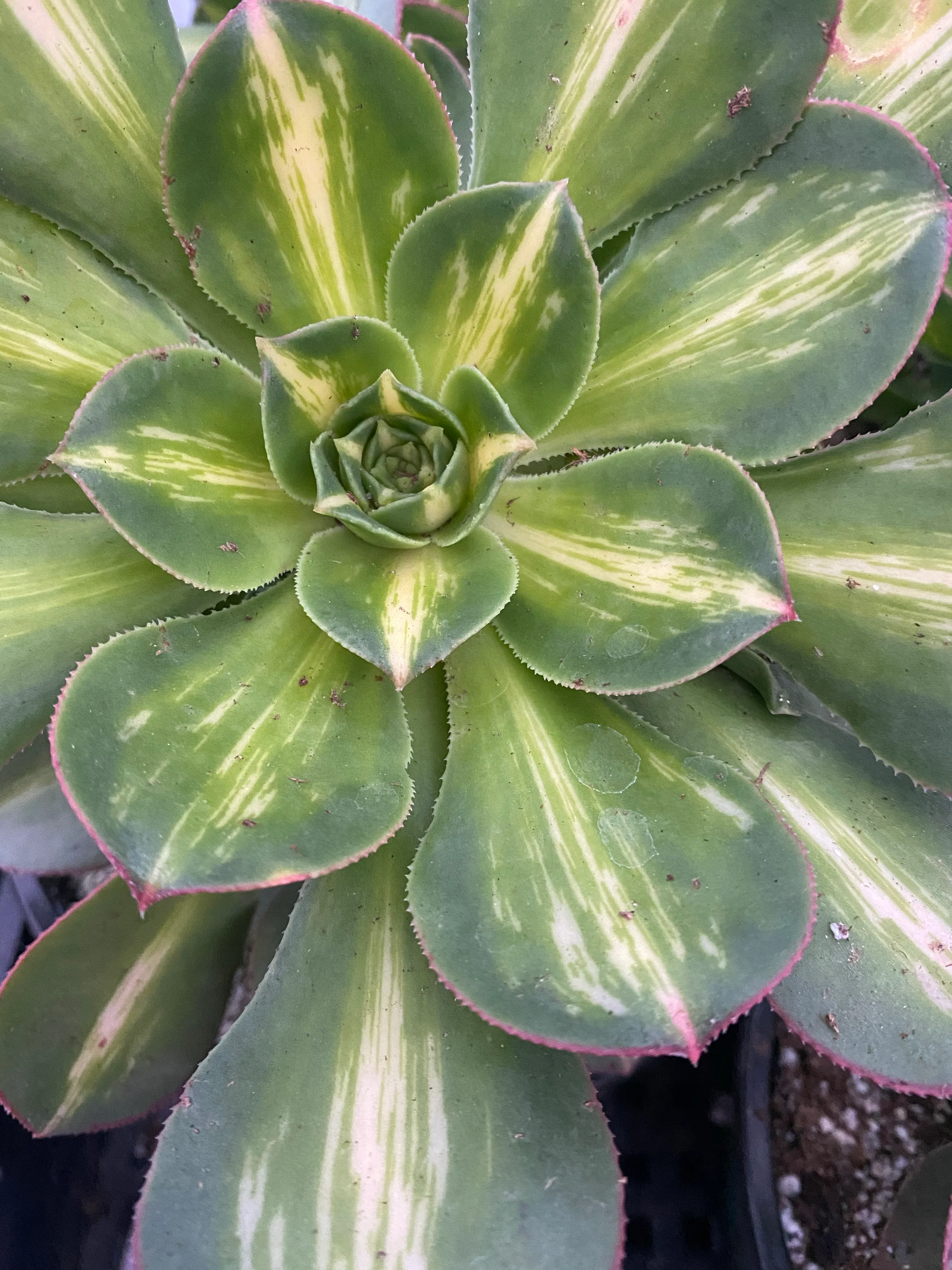 Aeonium Starburst - Image 6