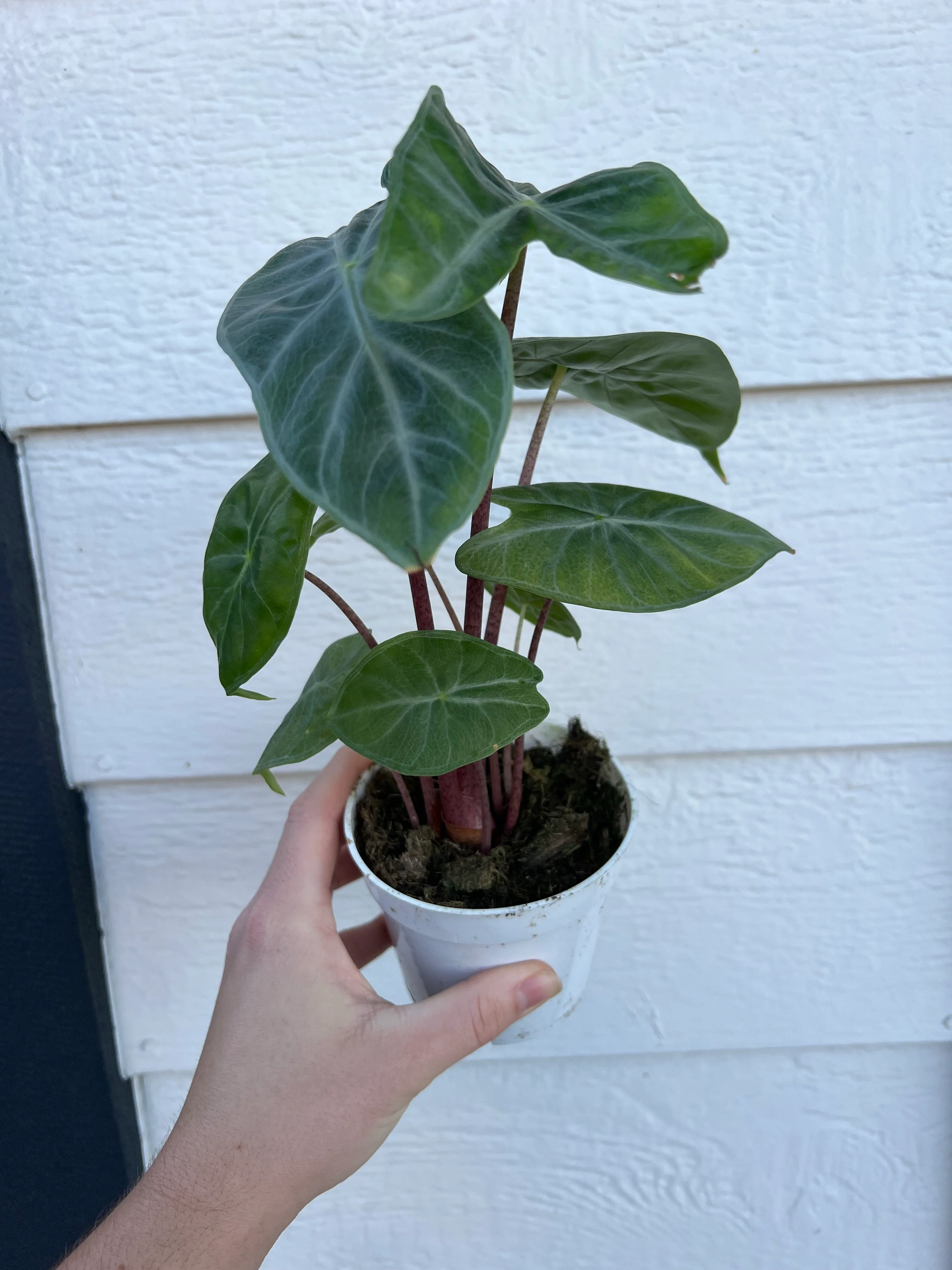 Alocasia Ebony - Image 3