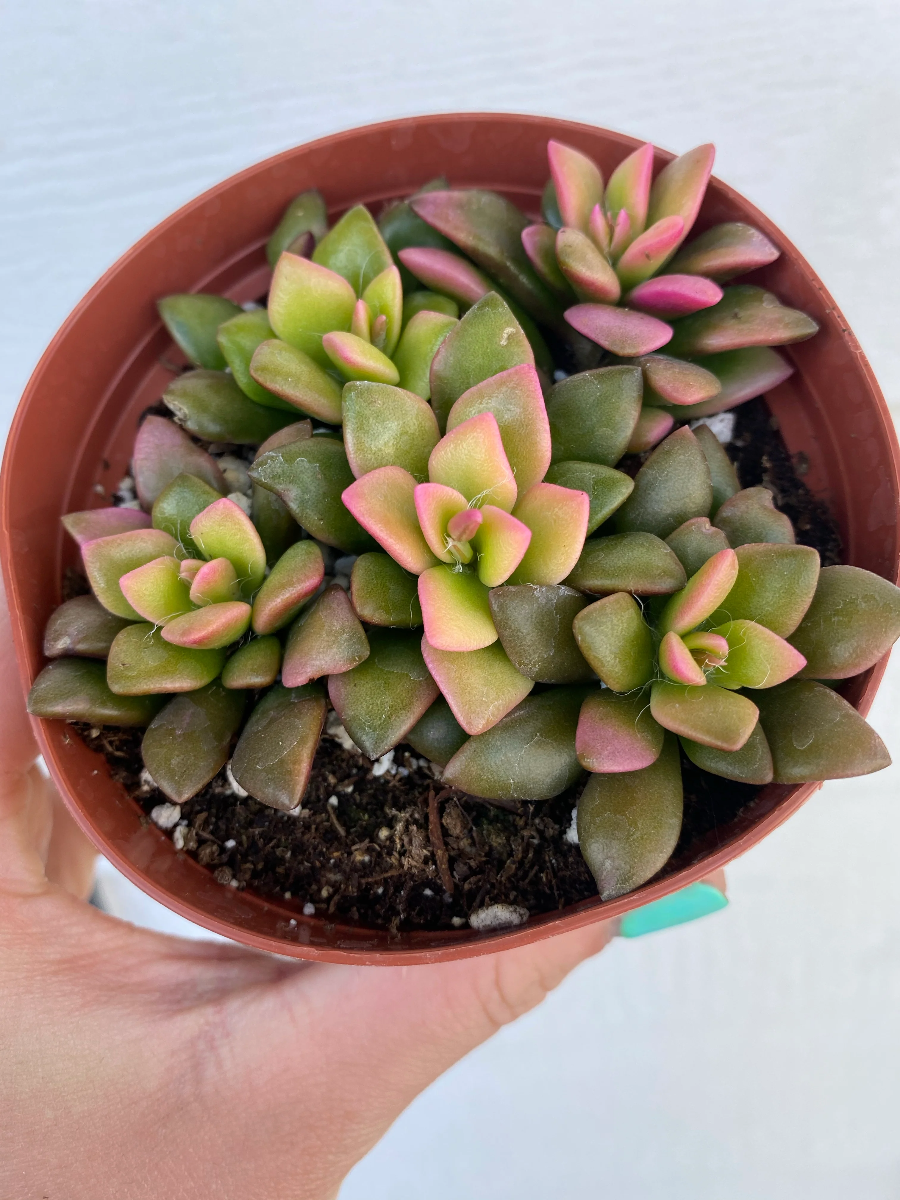 Anacampseros Telephiastrum Variegata ‘ Sunrise ’ - Image 2