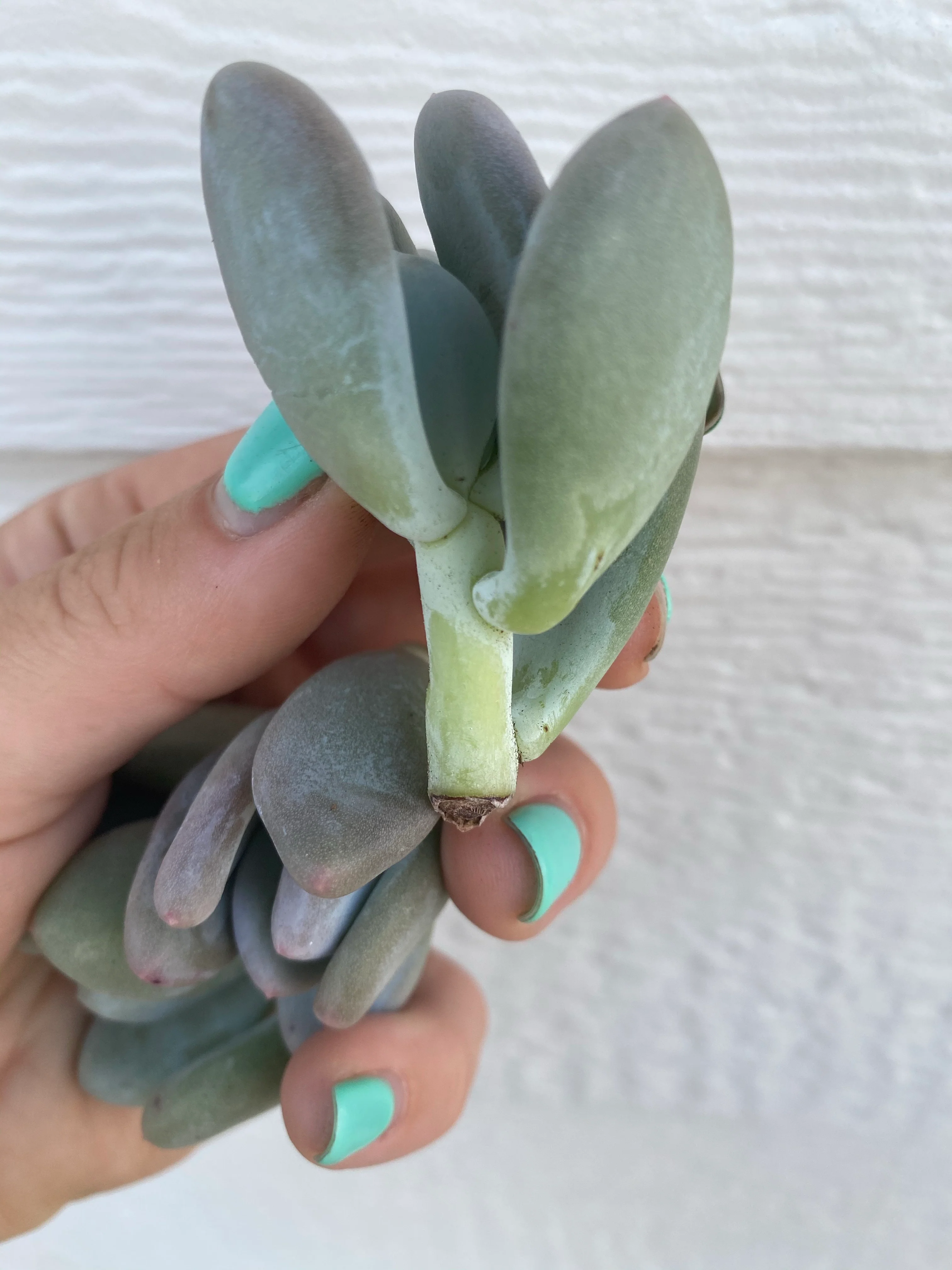 Blue Moonstones Pachyphytum Oviferum - Image 3