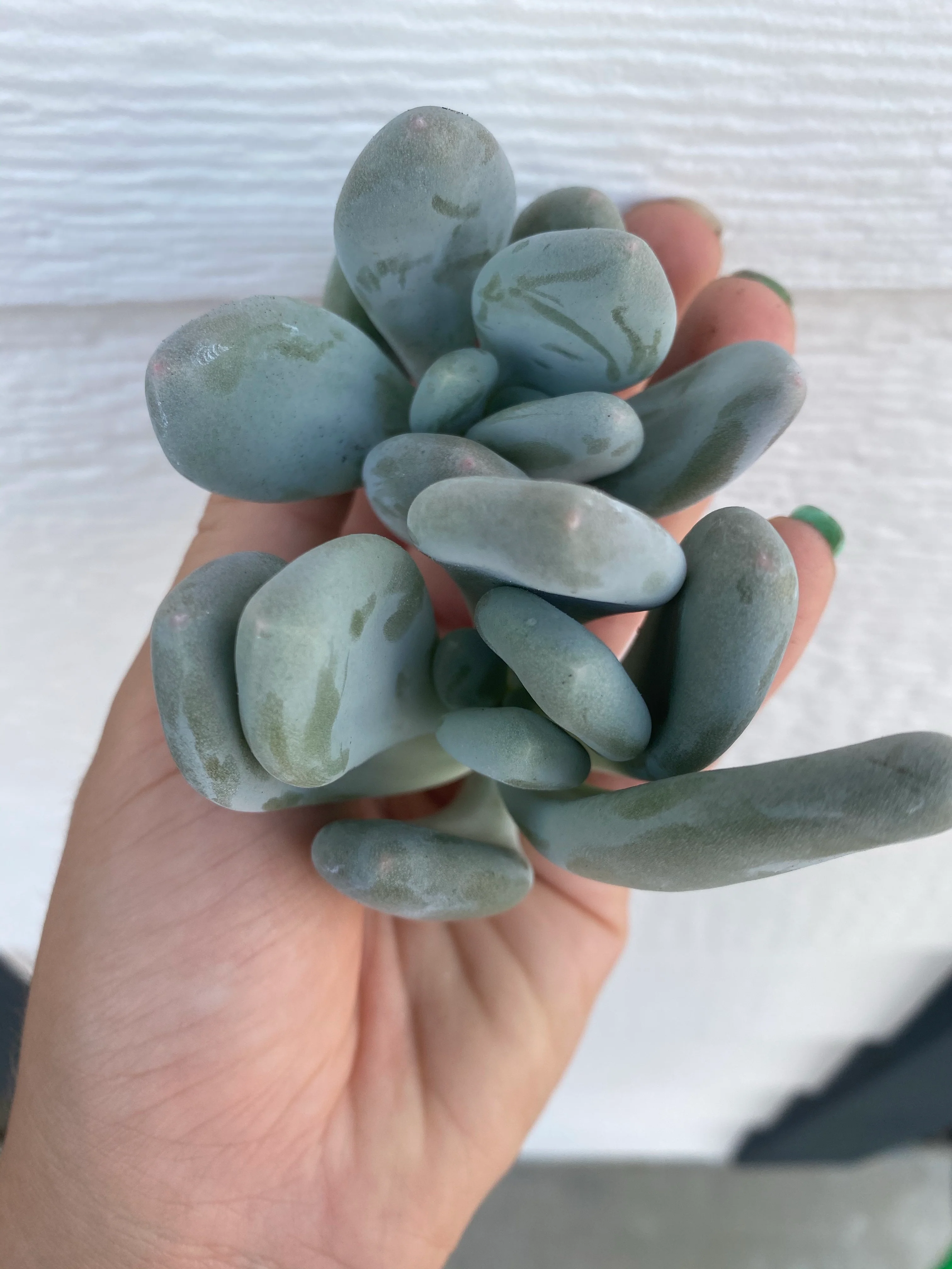Blue Moonstones Pachyphytum Oviferum - Image 4