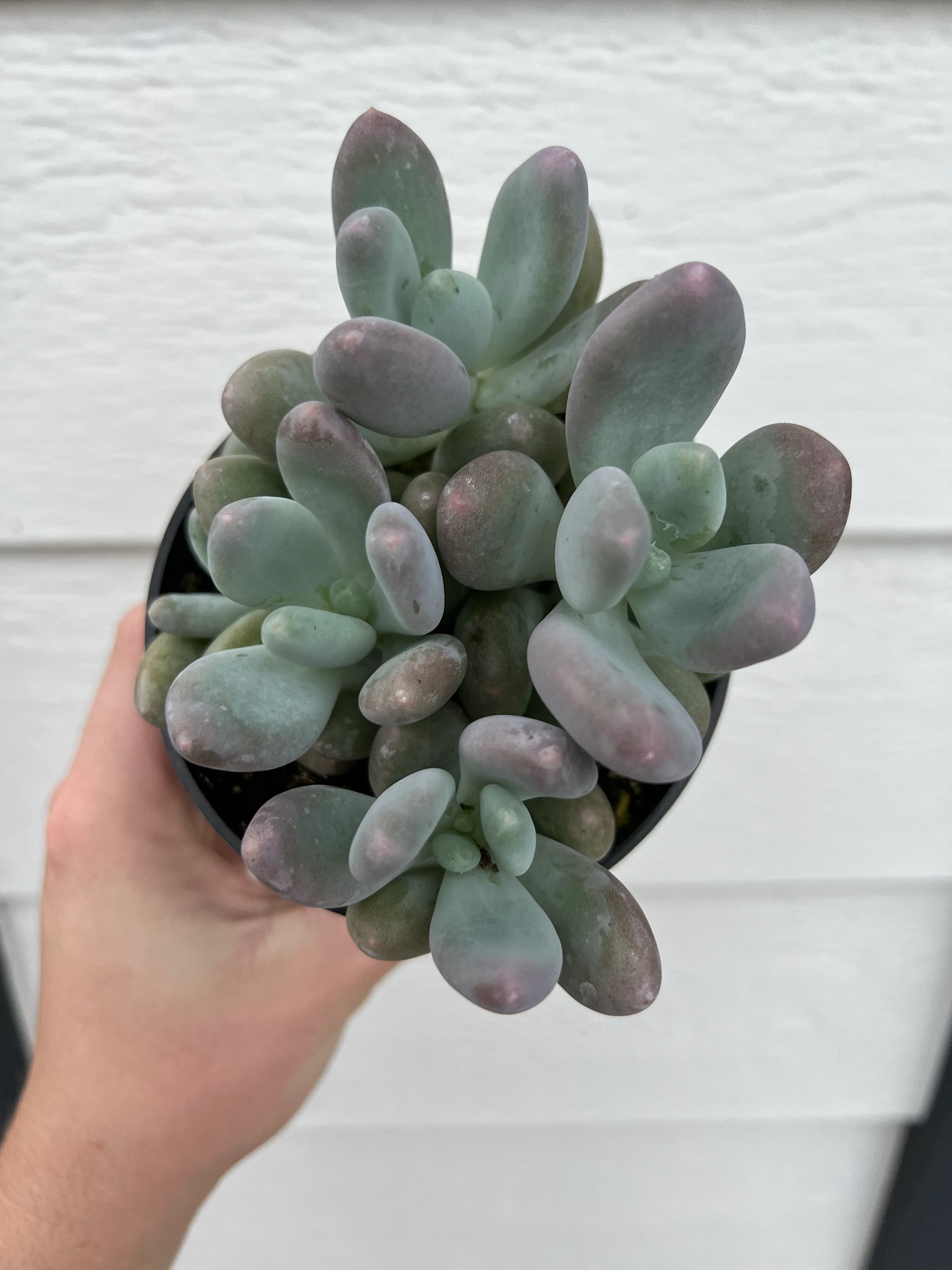 Blue Moonstones Pachyphytum Oviferum - Image 5