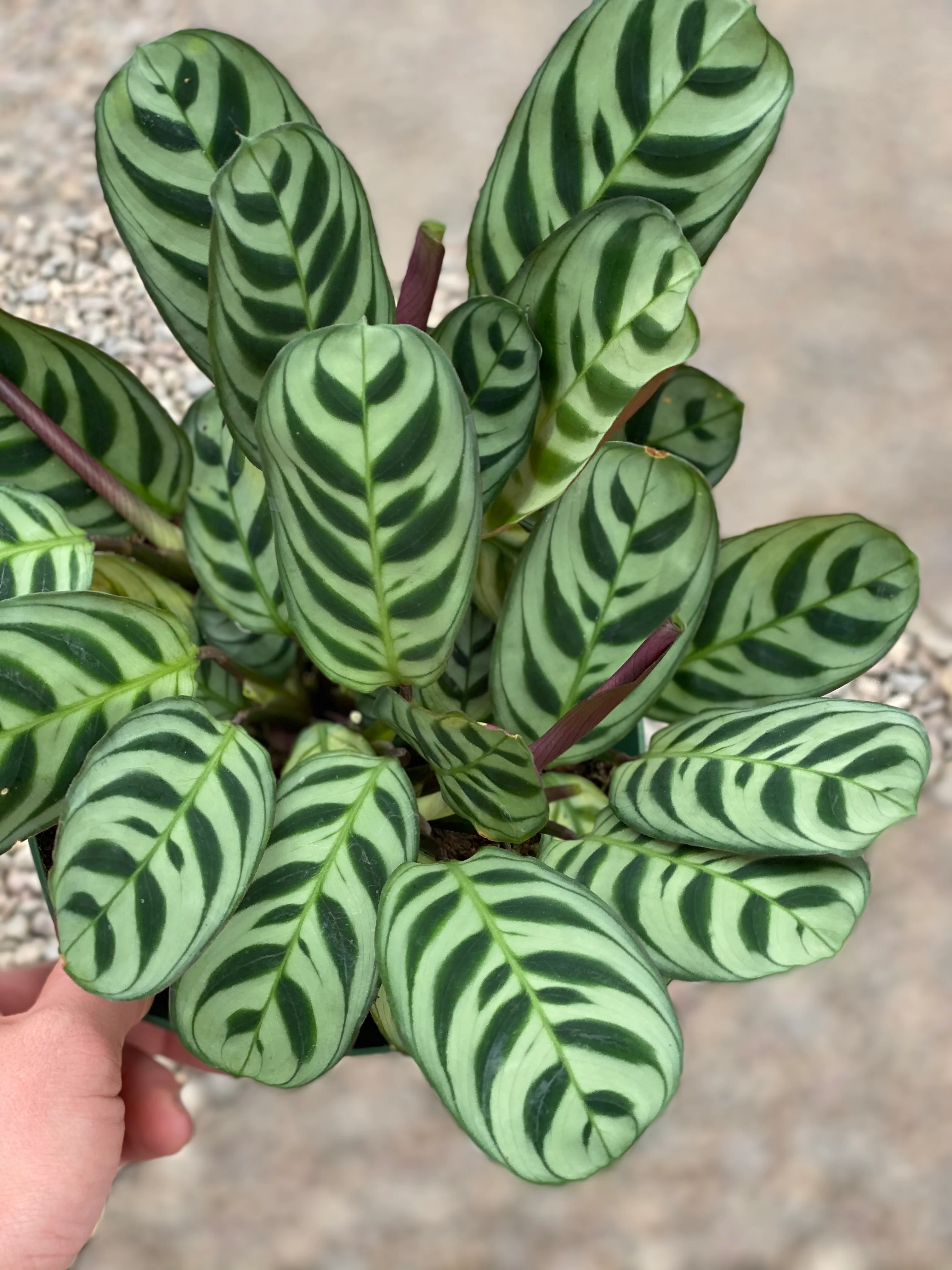Calathea Ctenanthe Burle-Marxii - Image 4