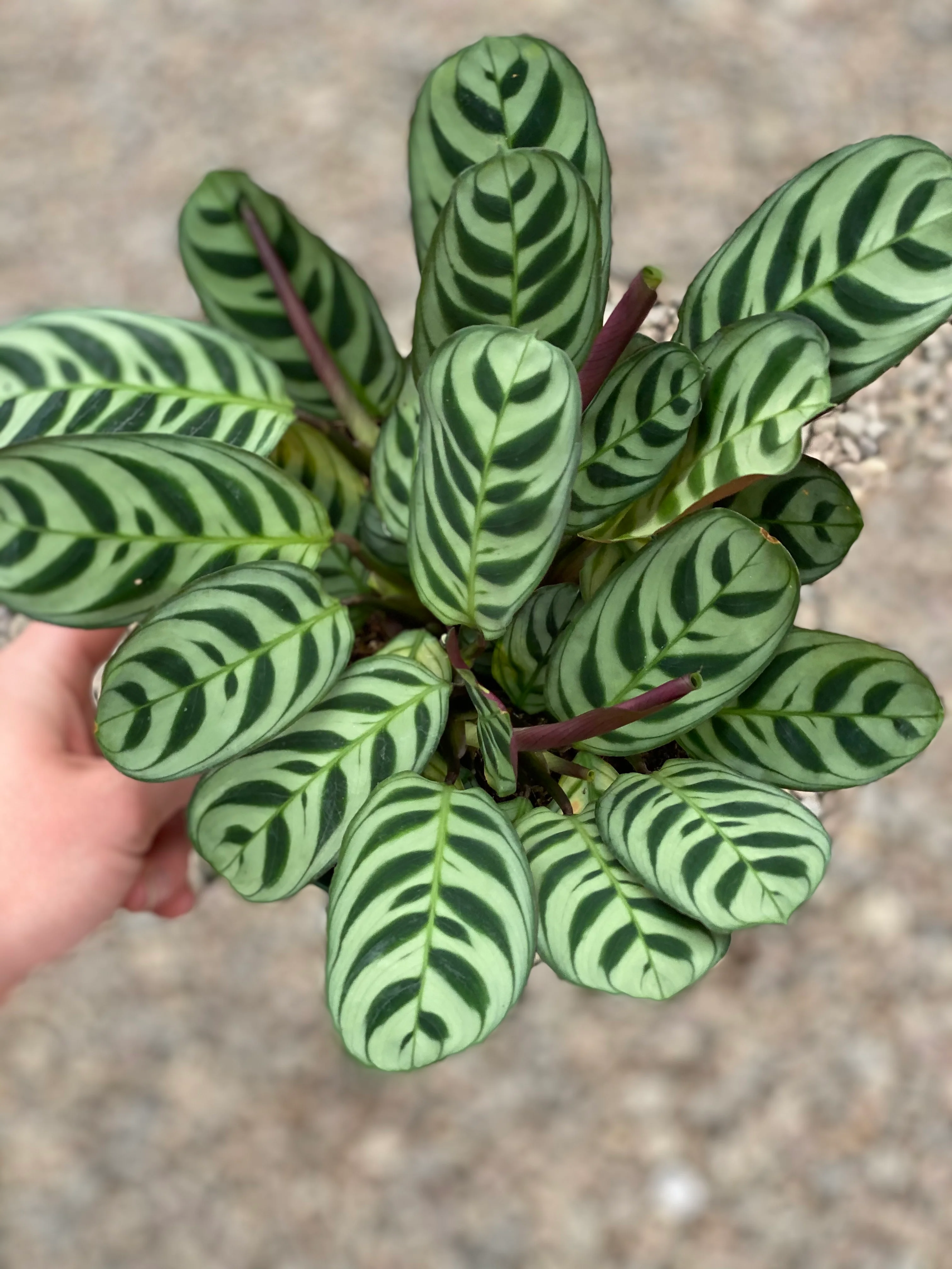 Calathea Ctenanthe Burle-Marxii - Image 5
