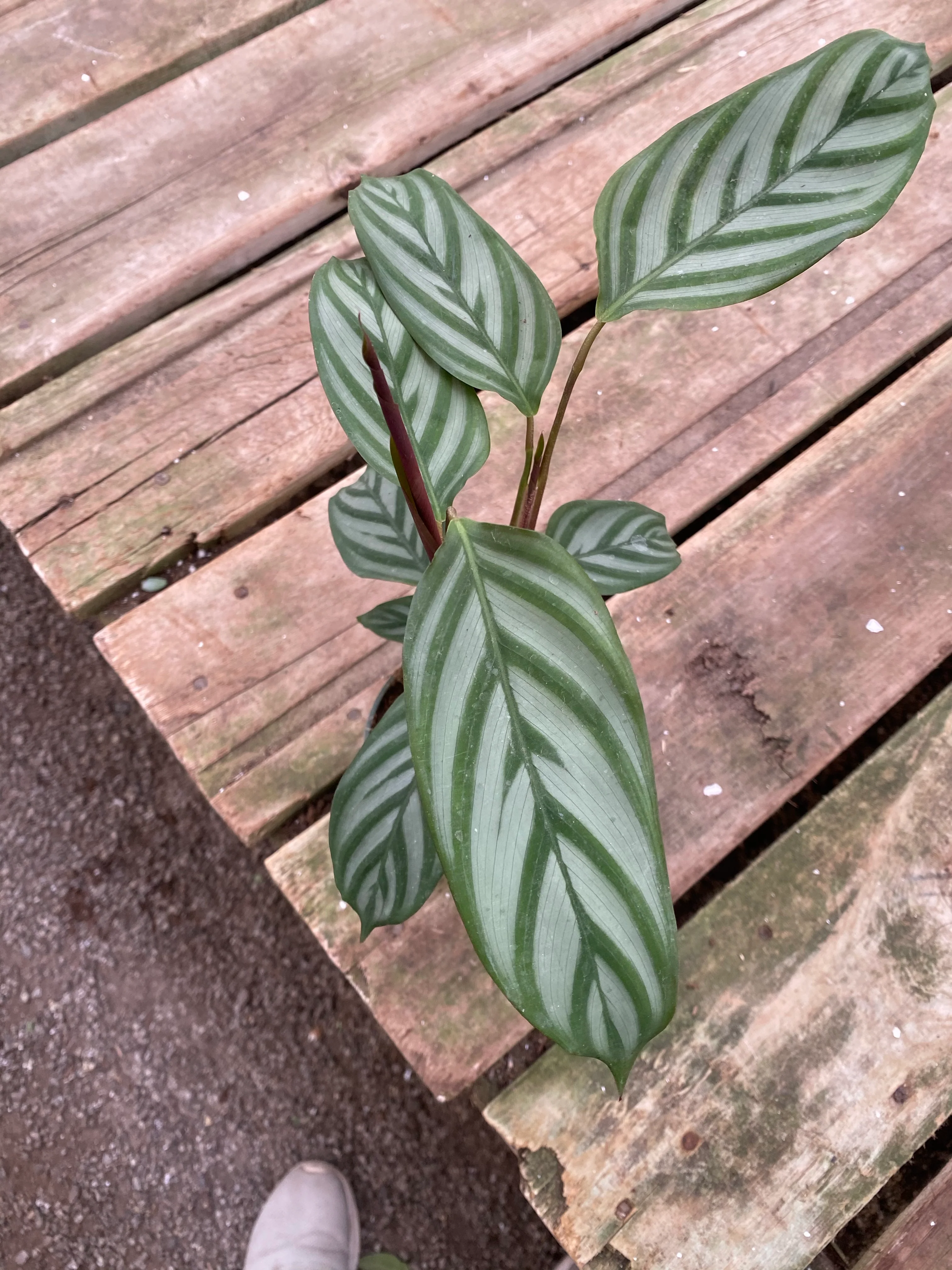 Calathea Setosa Gray Star - Image 4