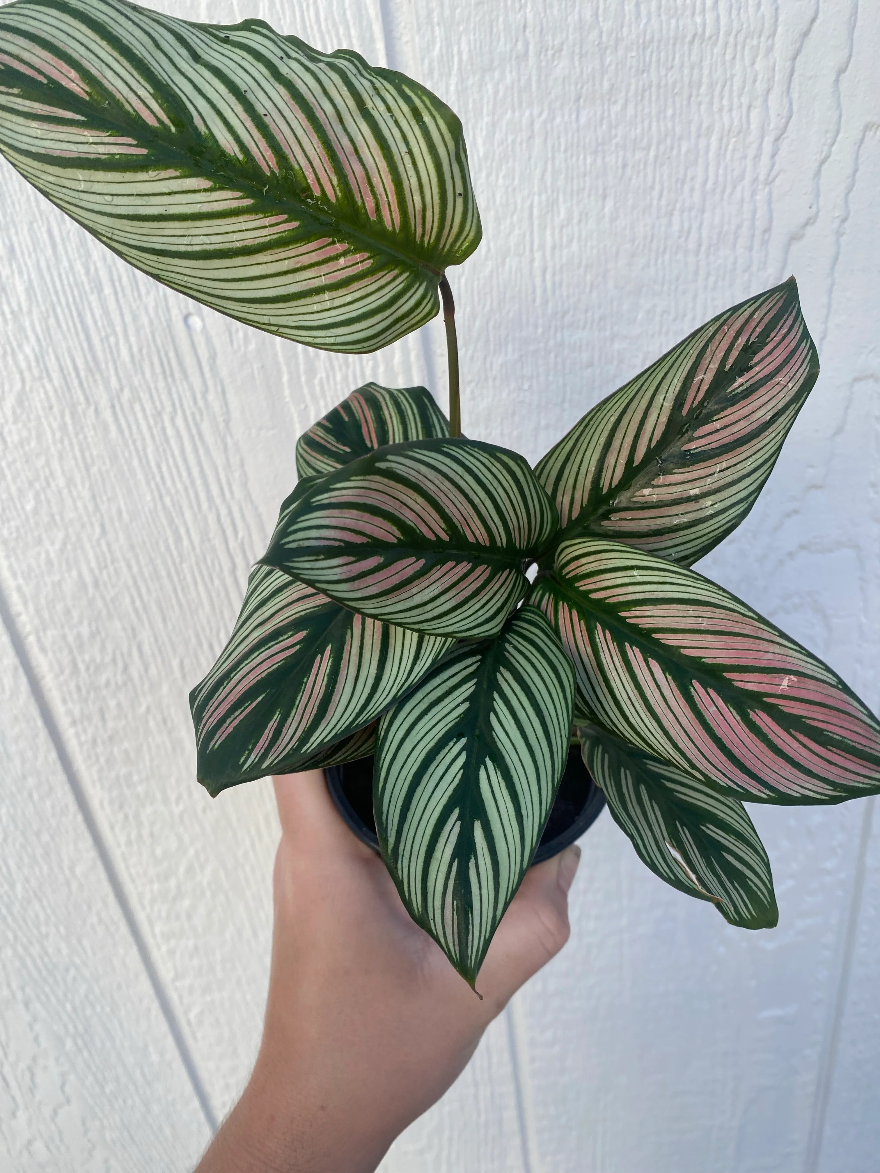Calathea White Star - Image 2
