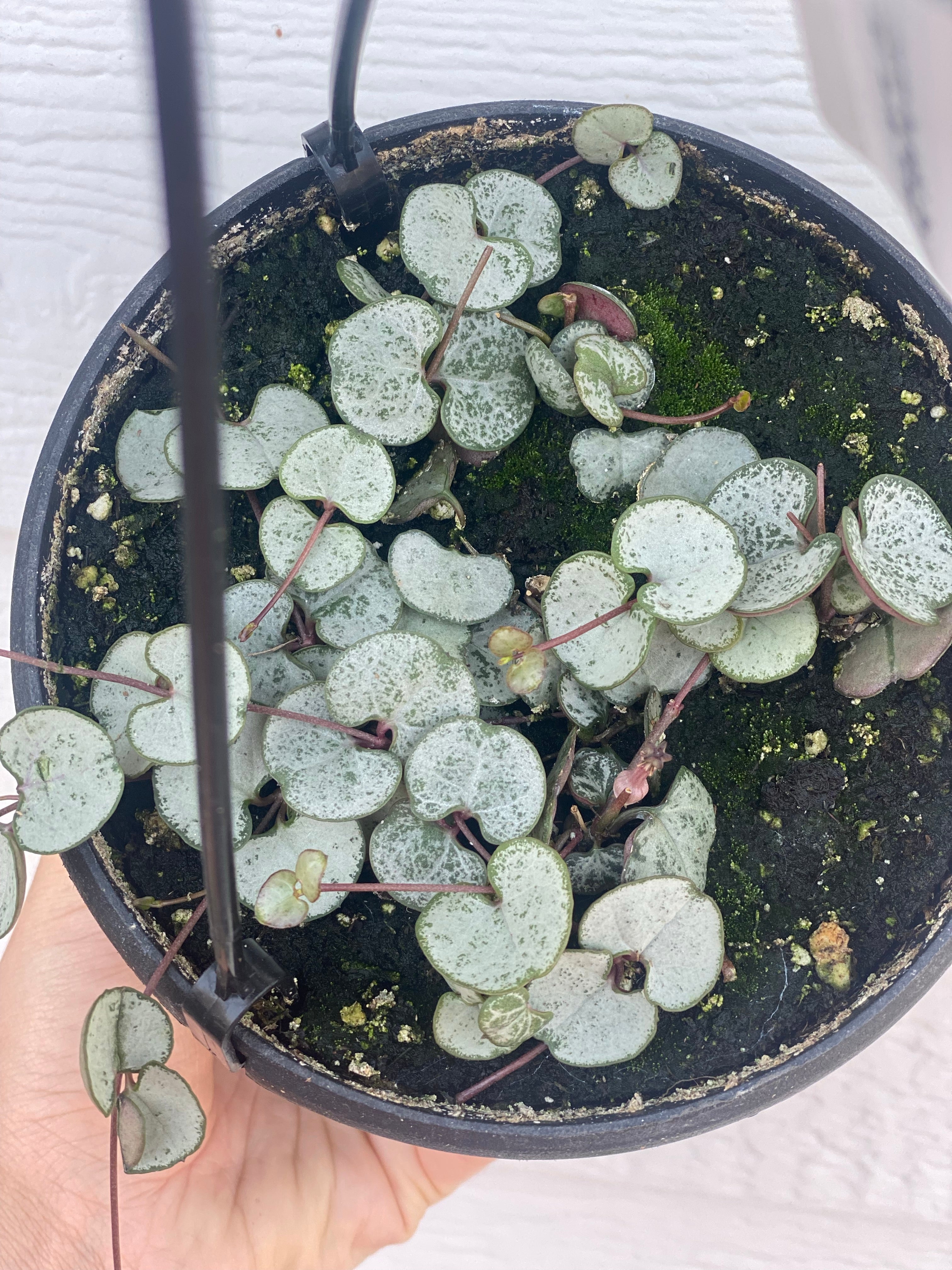 Silver Glory String of Hearts ( Ceropegia Woodii ) - Image 4