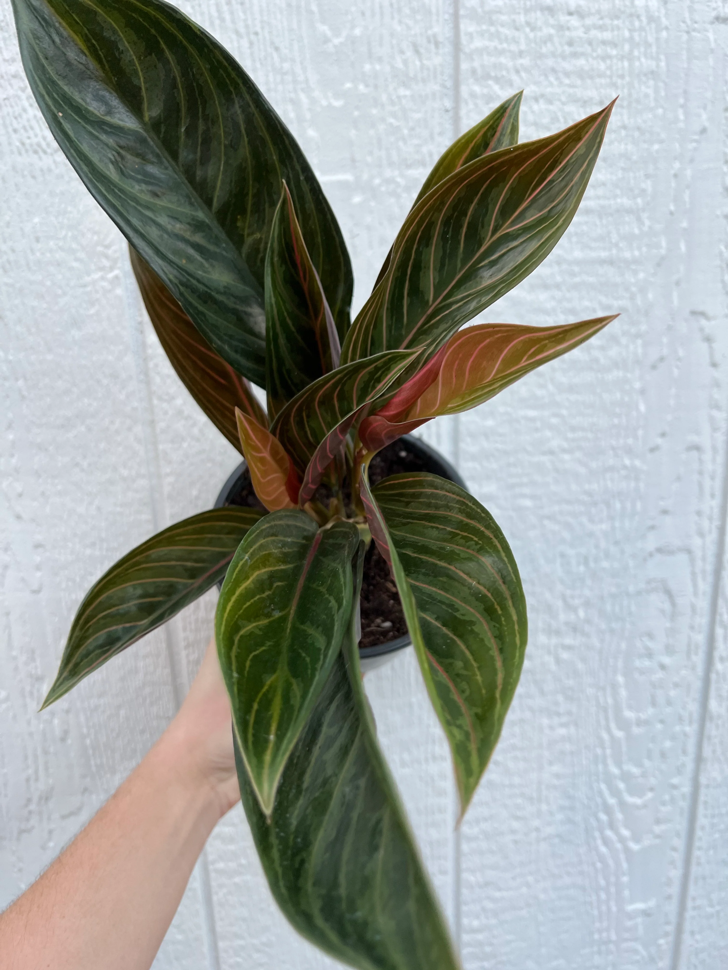 Aglaonema Chinese Evergreen 'Chocolate' - Image 6