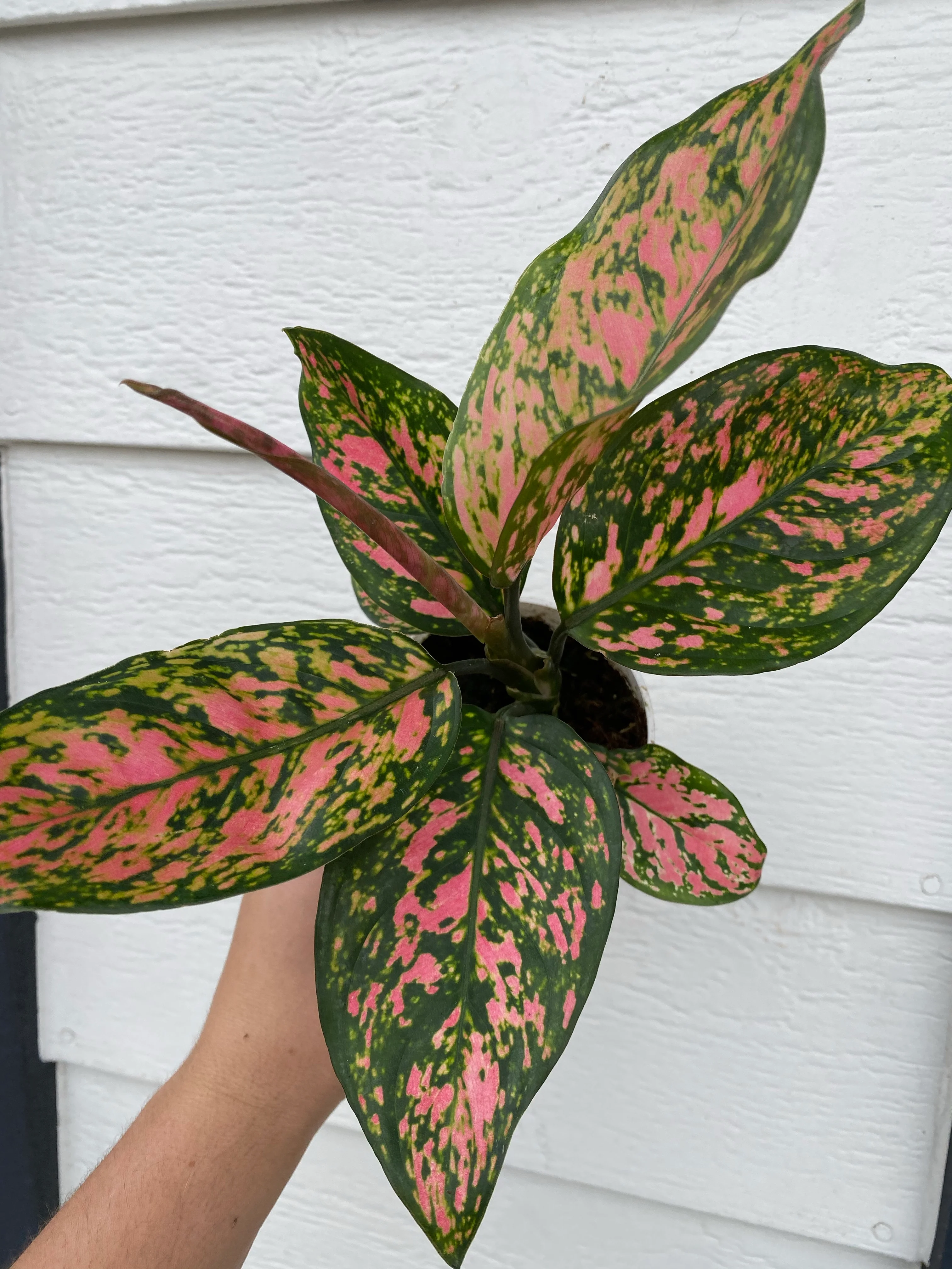 'Pink Lady Valentine' Chinese Evergreen Aglaonema - Image 3