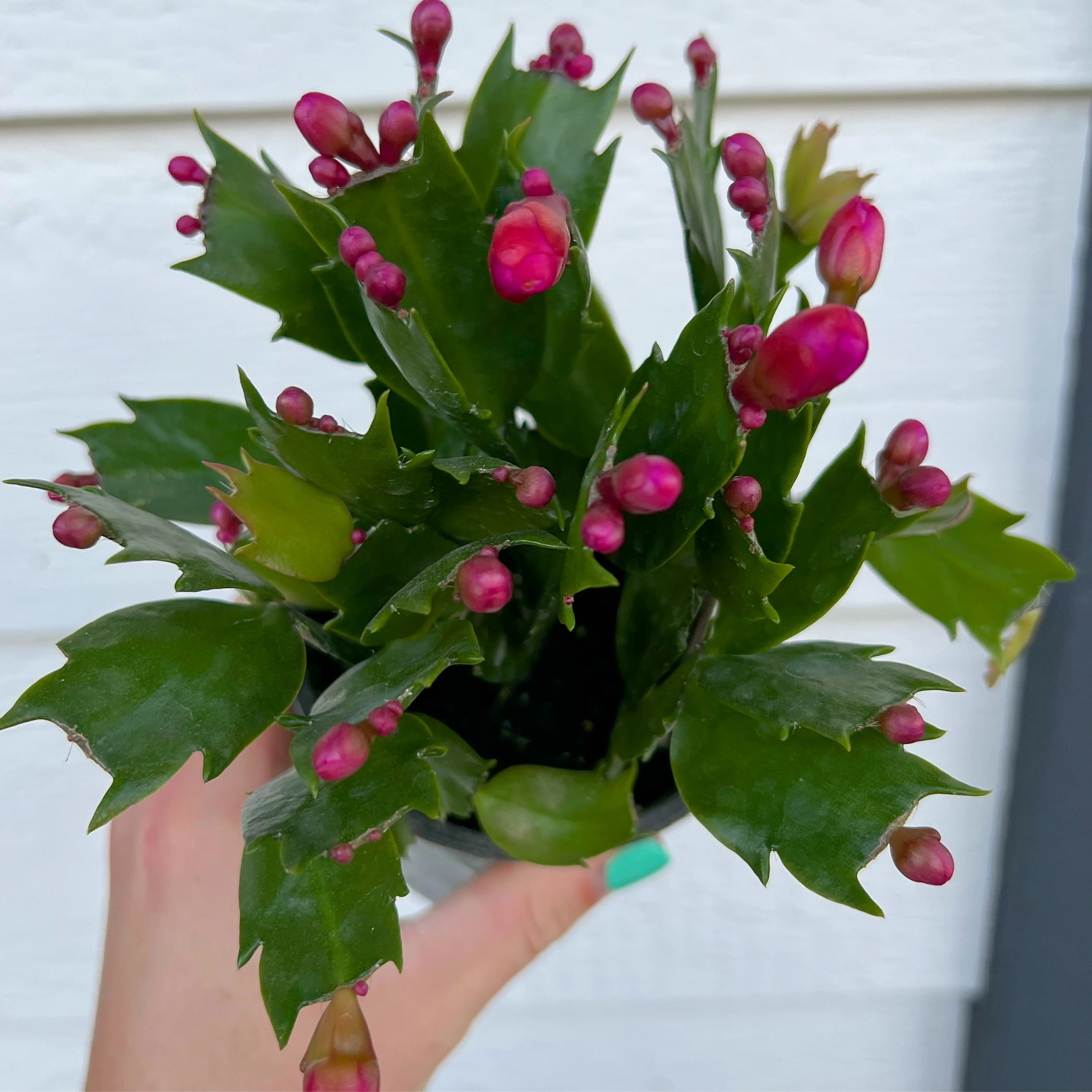 Winter Christmas Cactus (Currently Not Blooming) - Image 3
