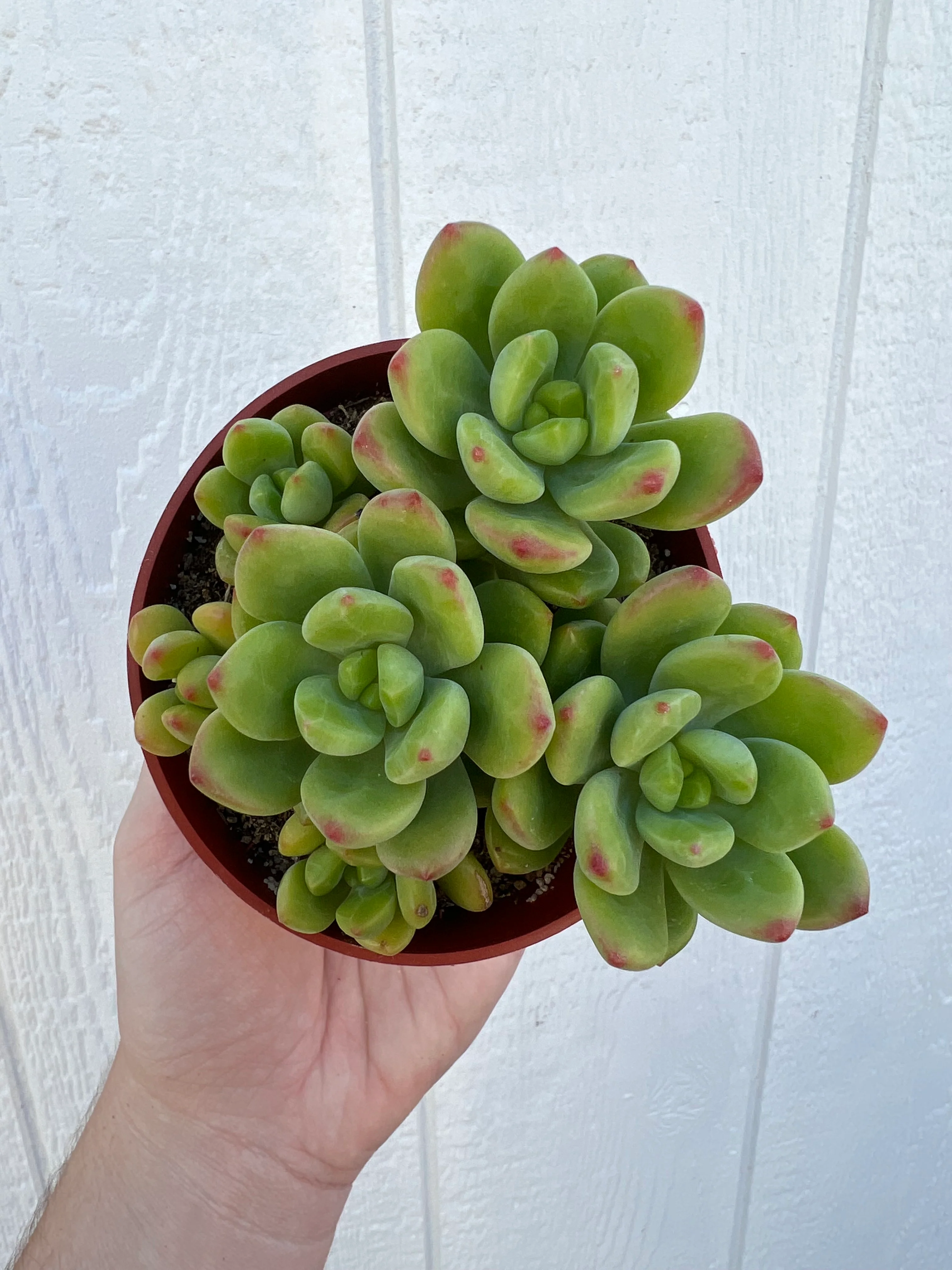 Colorful 4in Cluster Set (3 Succulents) - Image 2