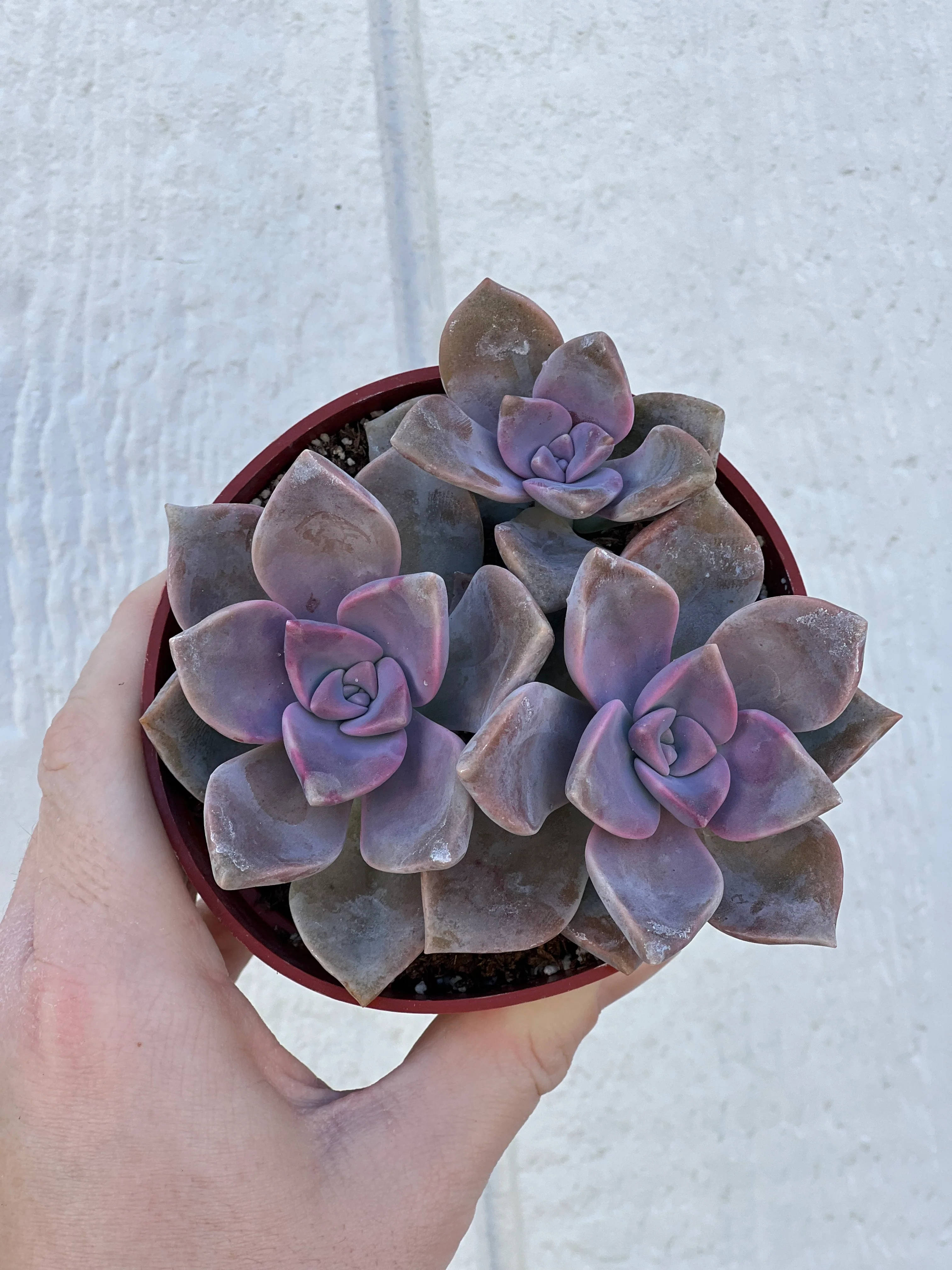 Colorful 4in Cluster Set (3 Succulents) - Image 4