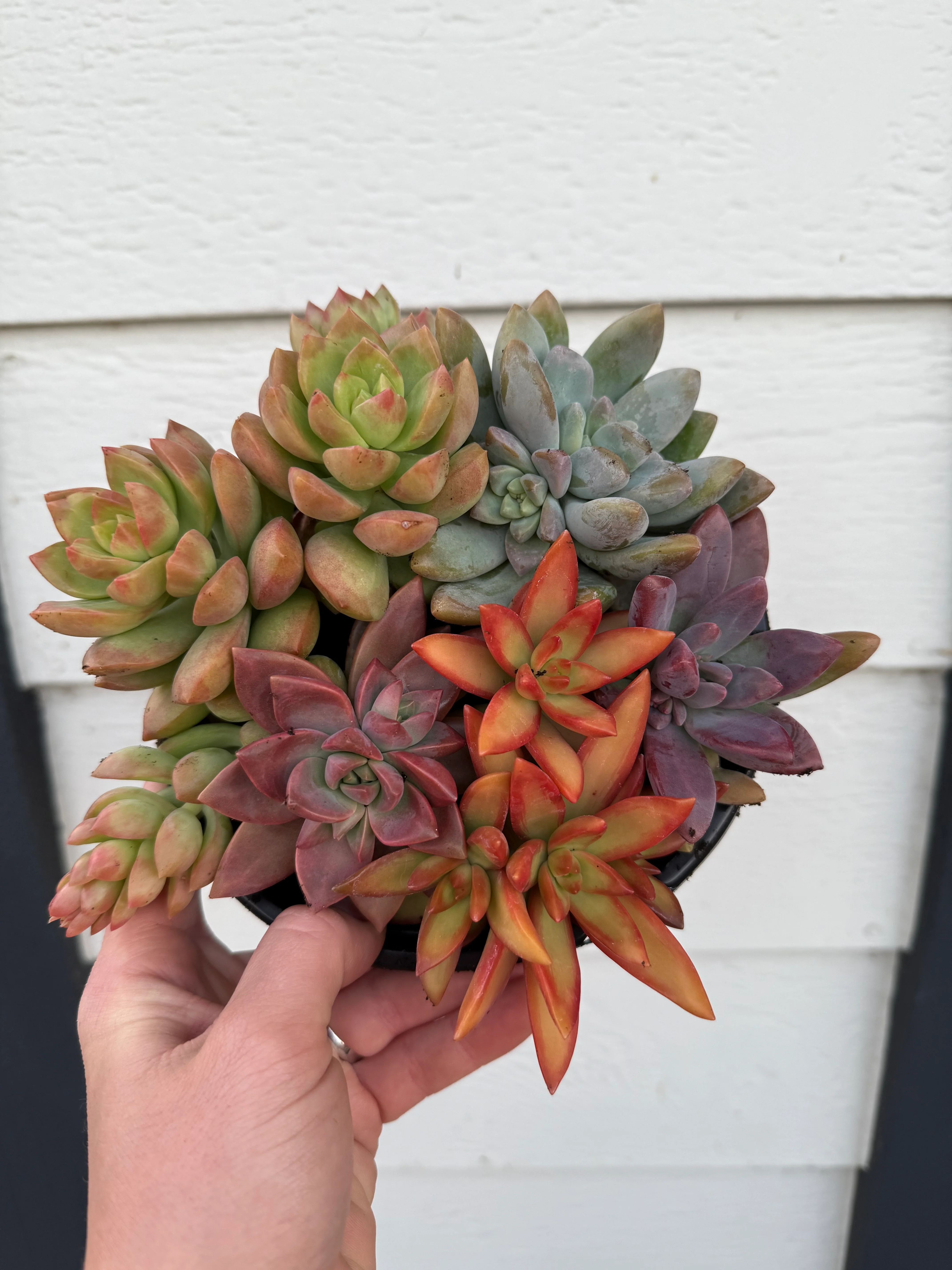 Colorful Succulent Combo Pots - Image 3