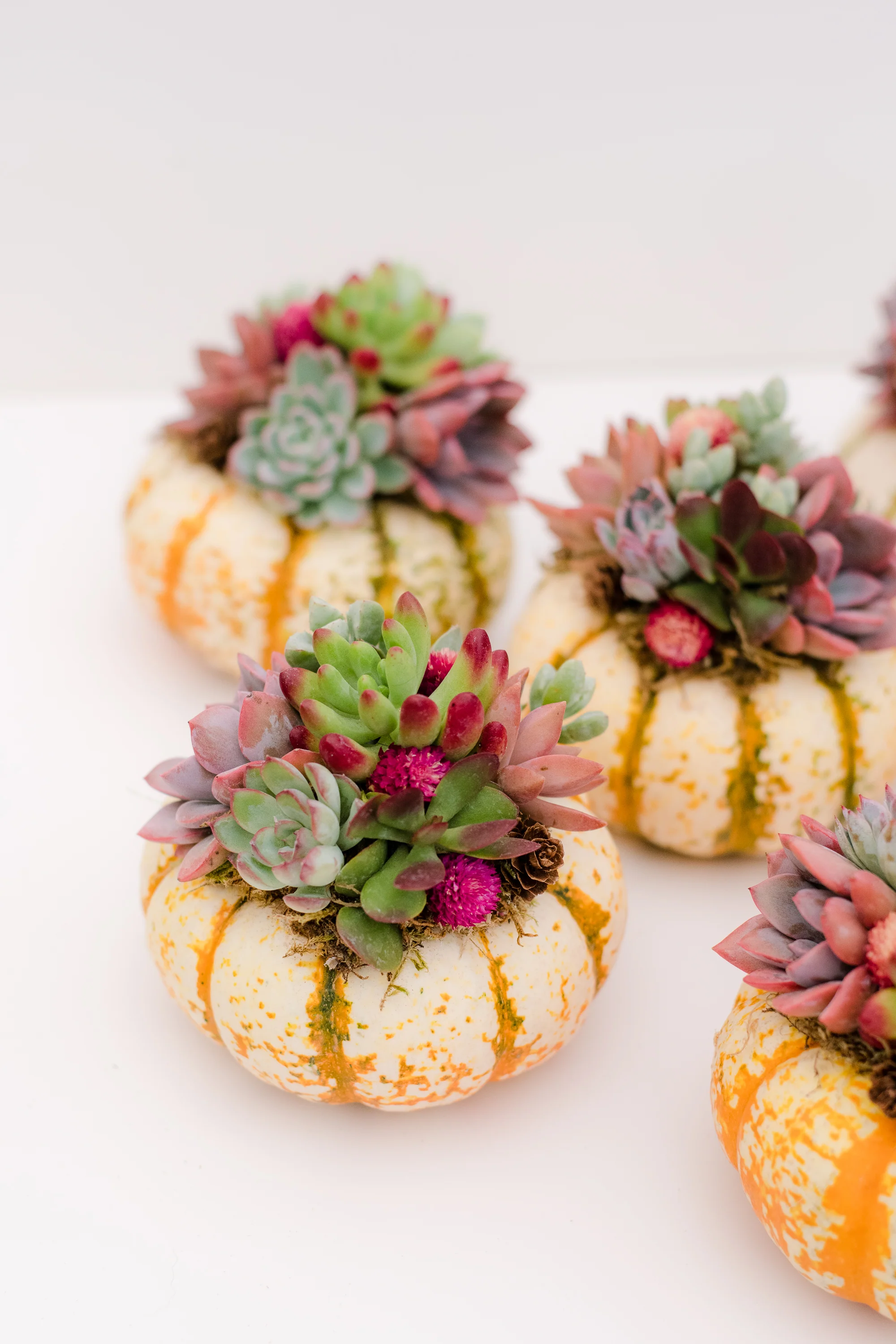 Trio of Tiger Stripe Mini Succulent Pumpkins - Image 7
