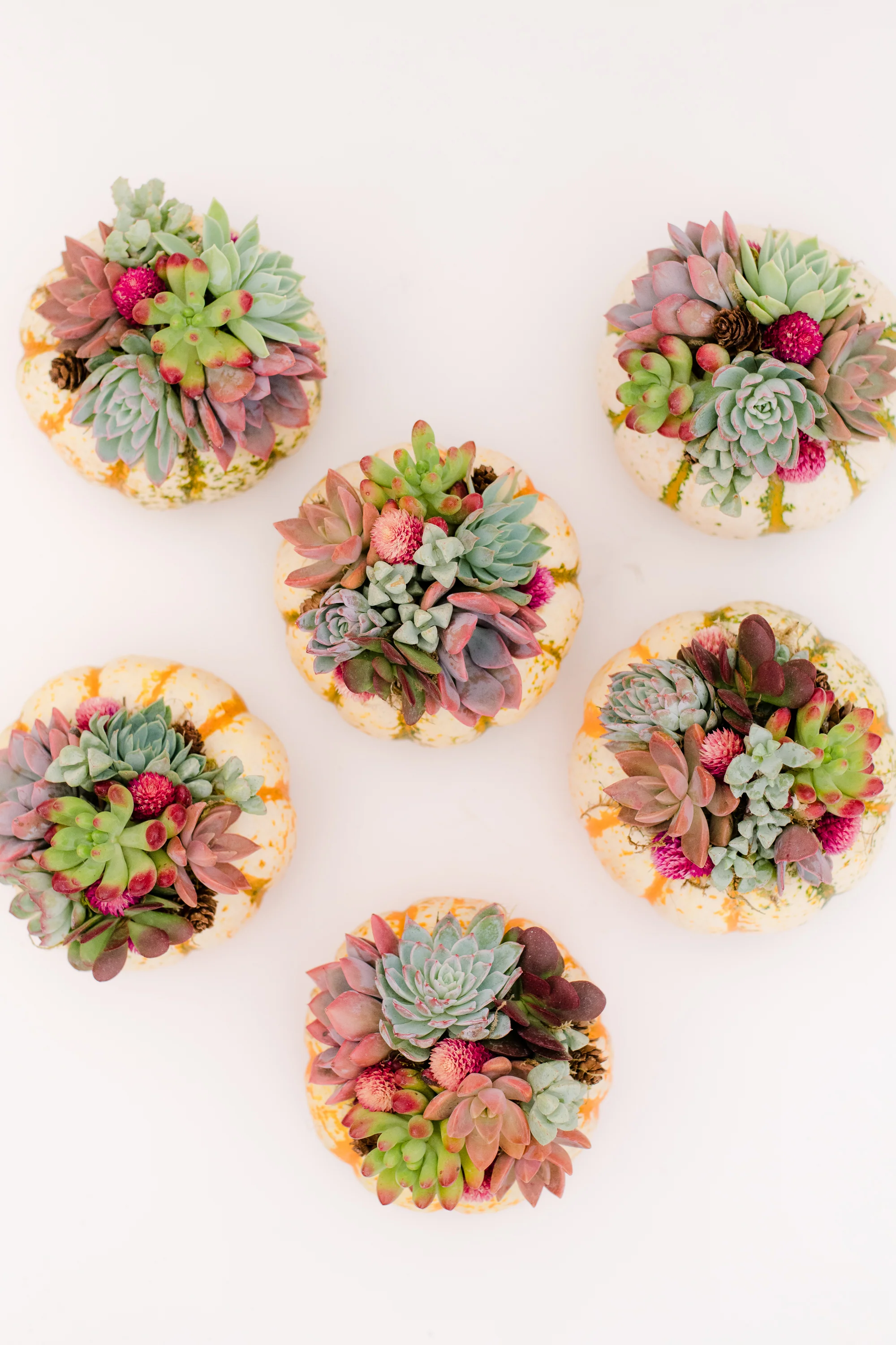 Trio of Tiger Stripe Mini Succulent Pumpkins - Image 8