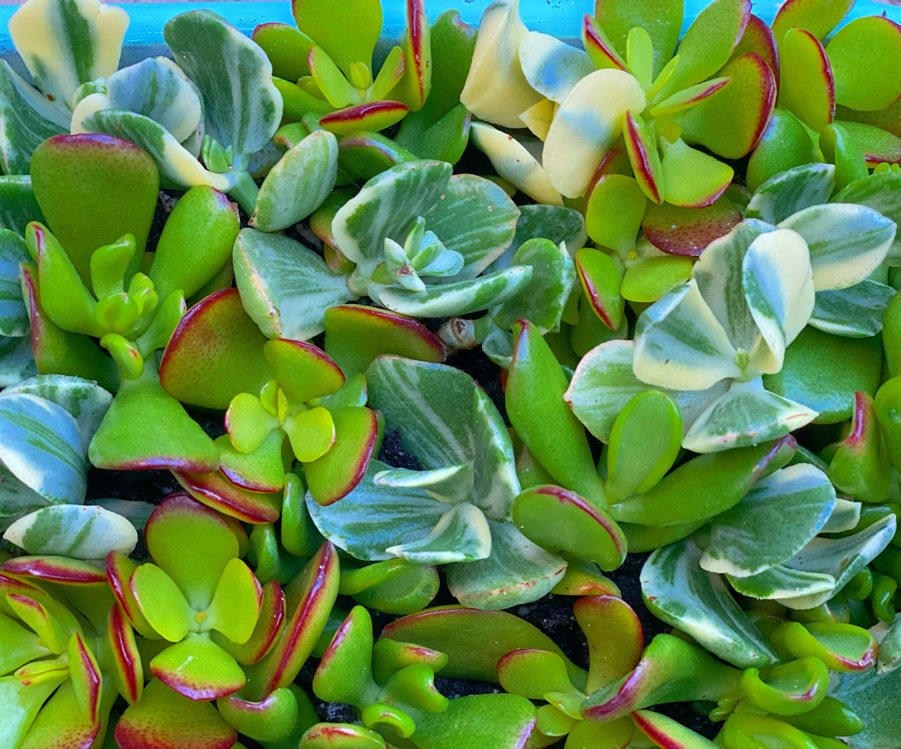 Crassula Cutting Set (45 cuttings!) - Image 3
