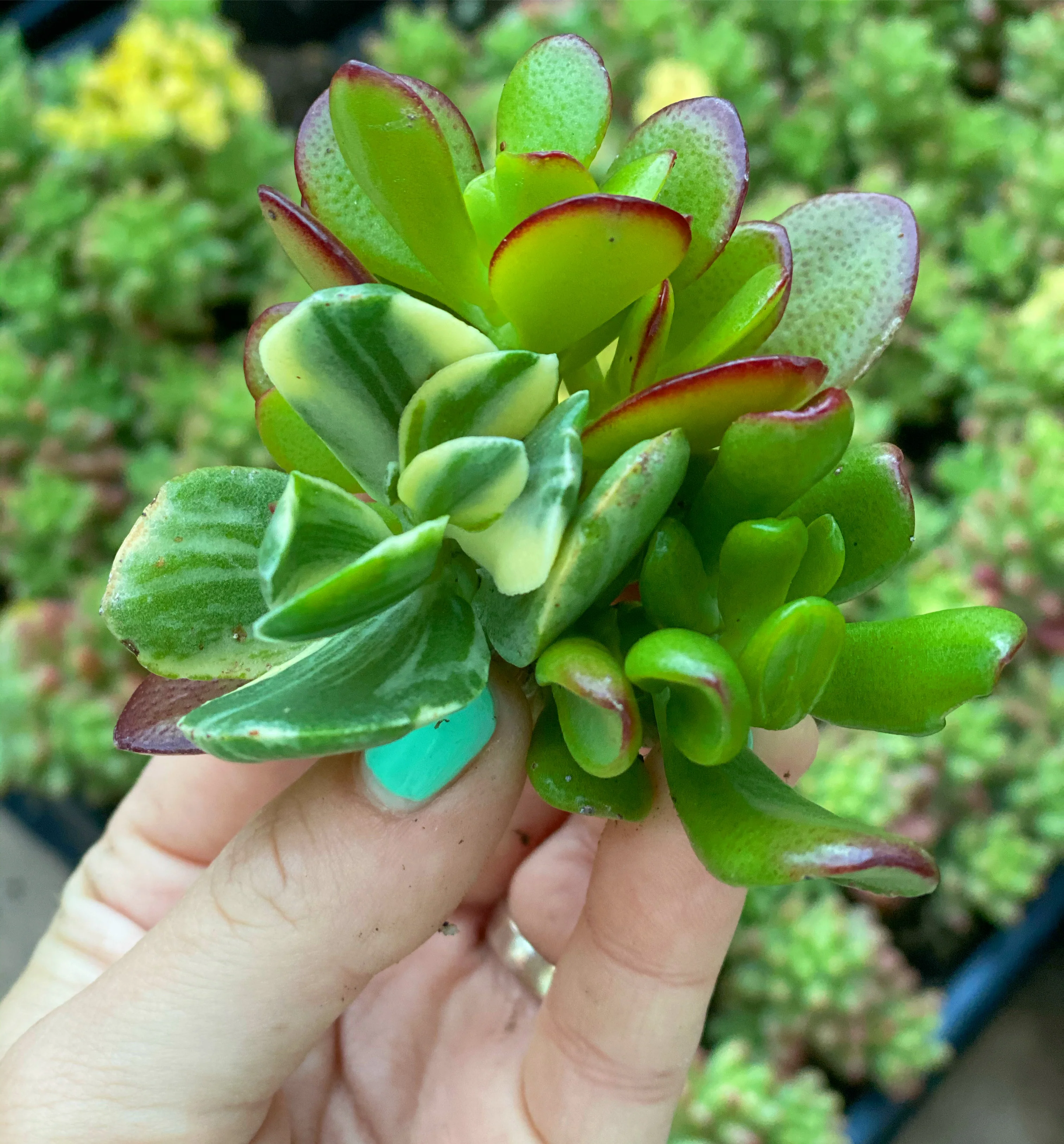 Crassula Cutting Set (45 cuttings!) - Image 4