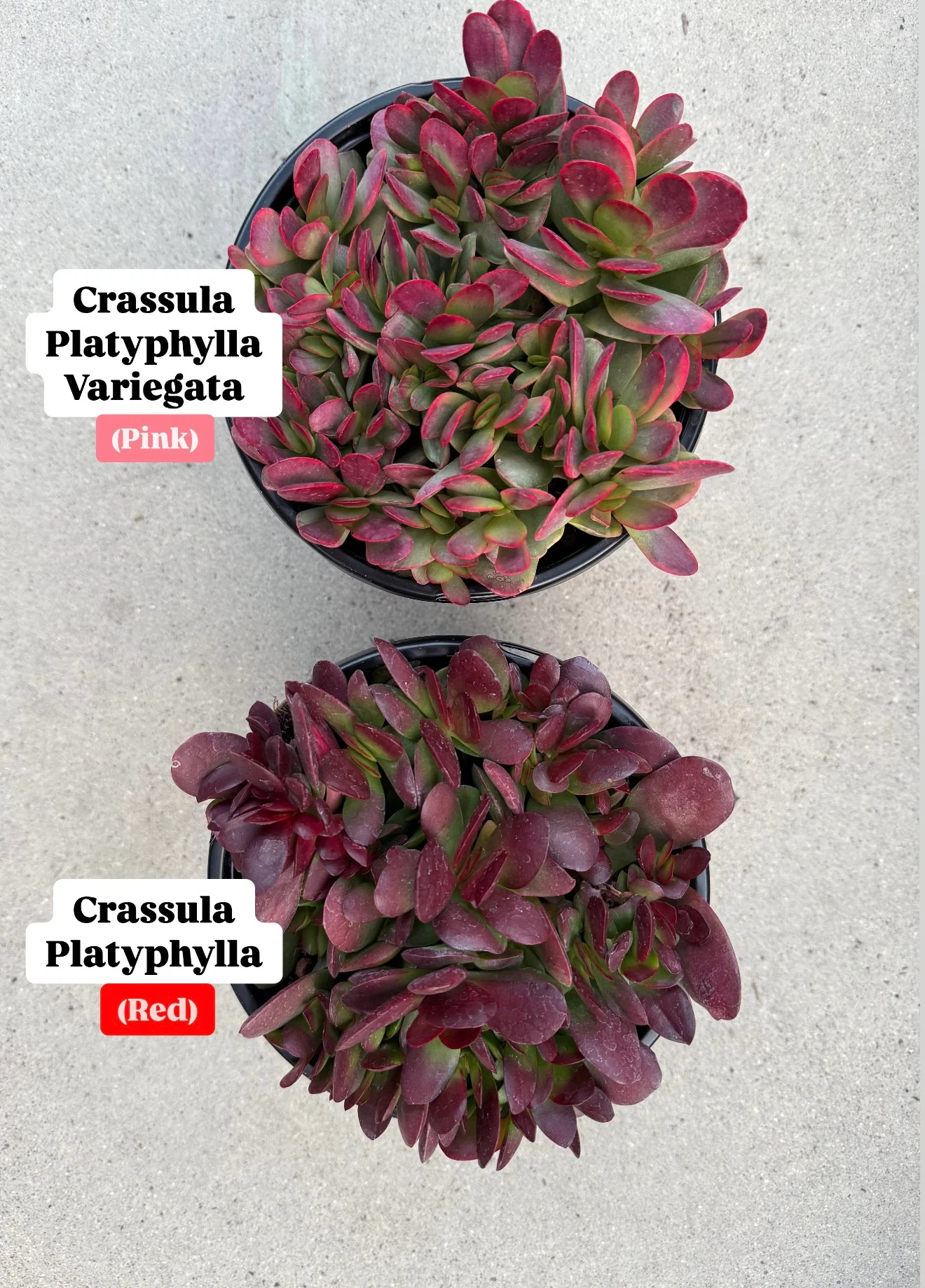 Crassula Platyphylla Variegata ( Pink Jade ) - Image 6