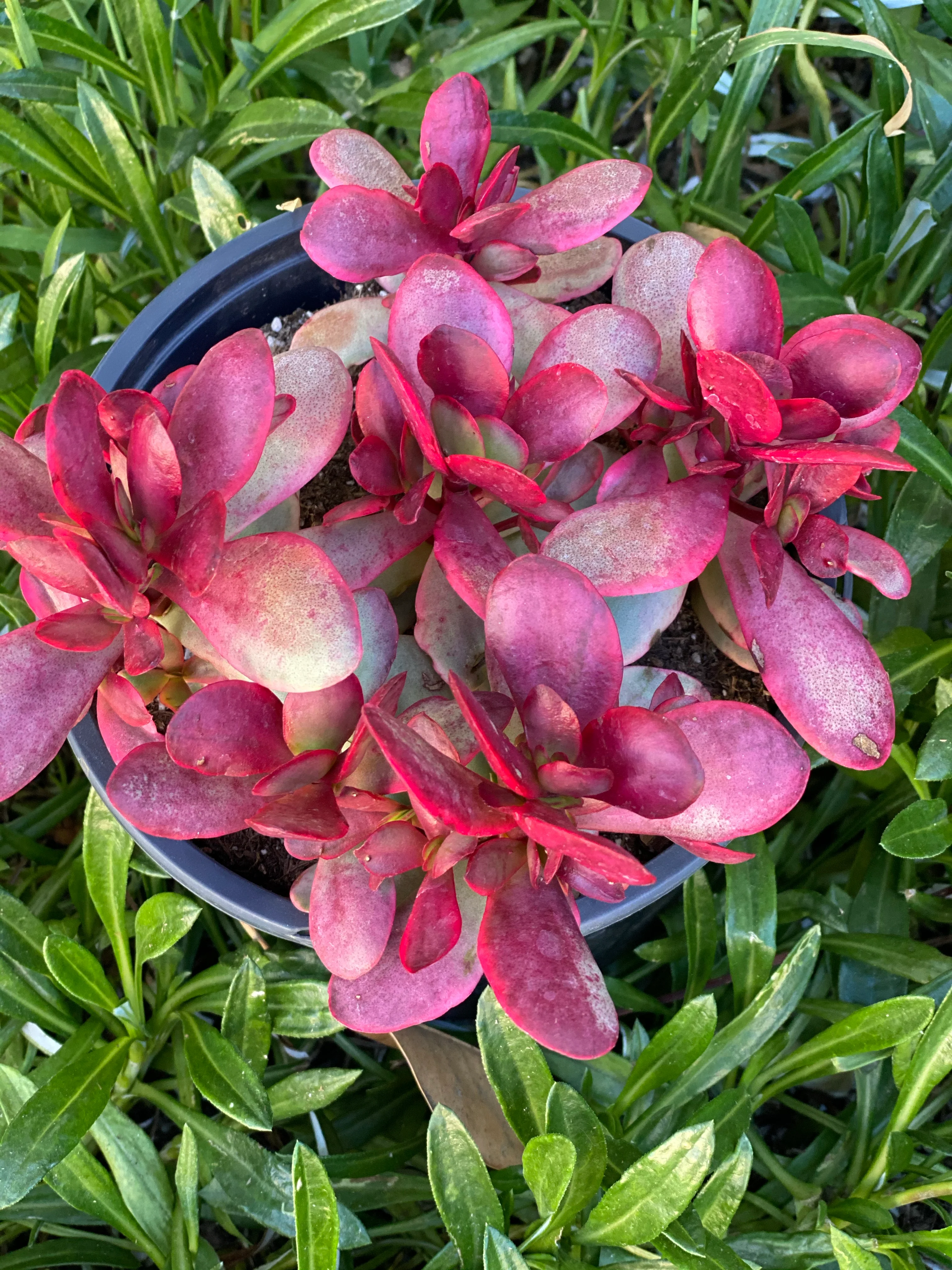 Crassula Platyphylla Variegata ( Pink Jade ) - Image 4