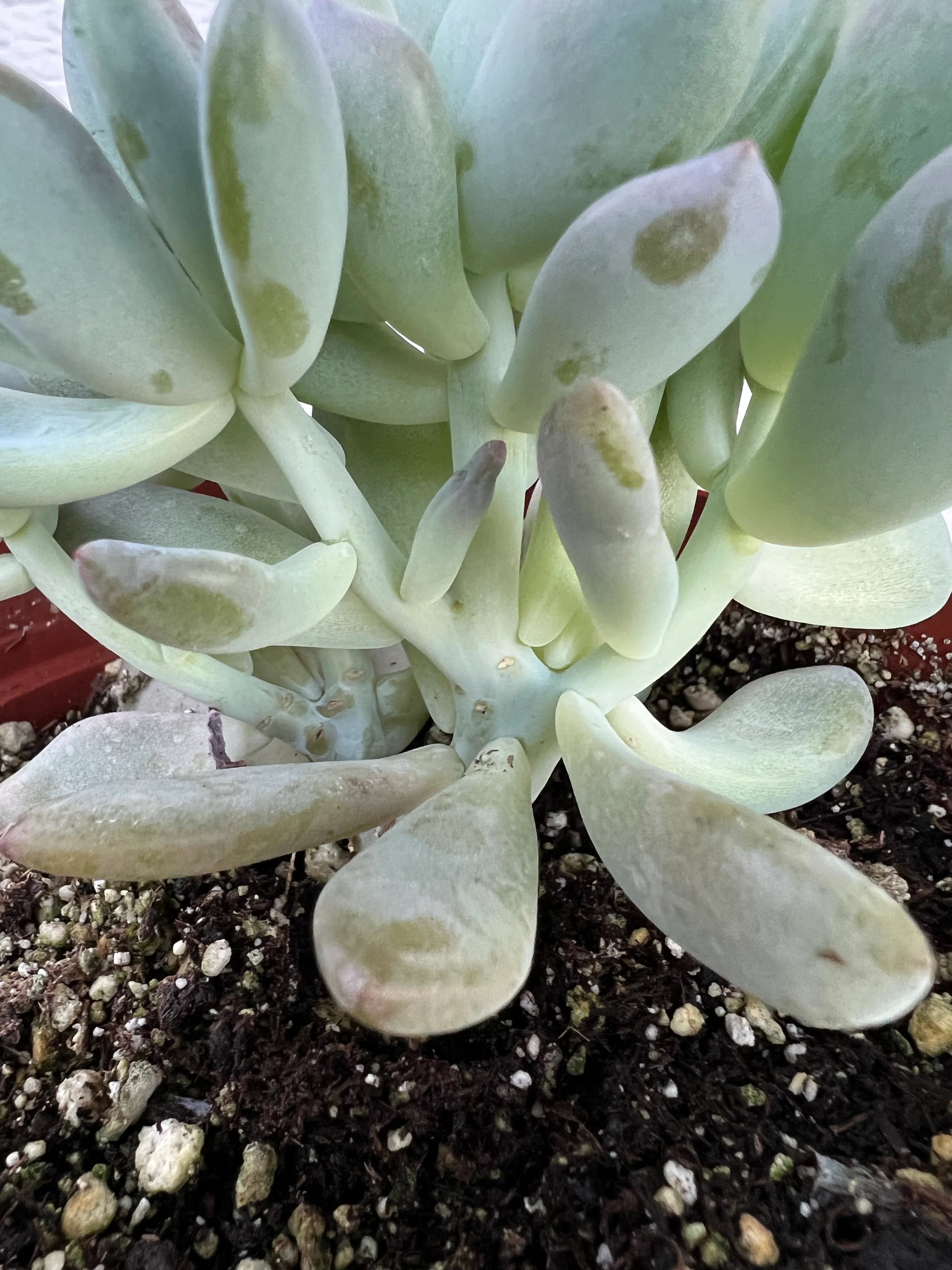Crested Graptoveria Opalina - Image 4