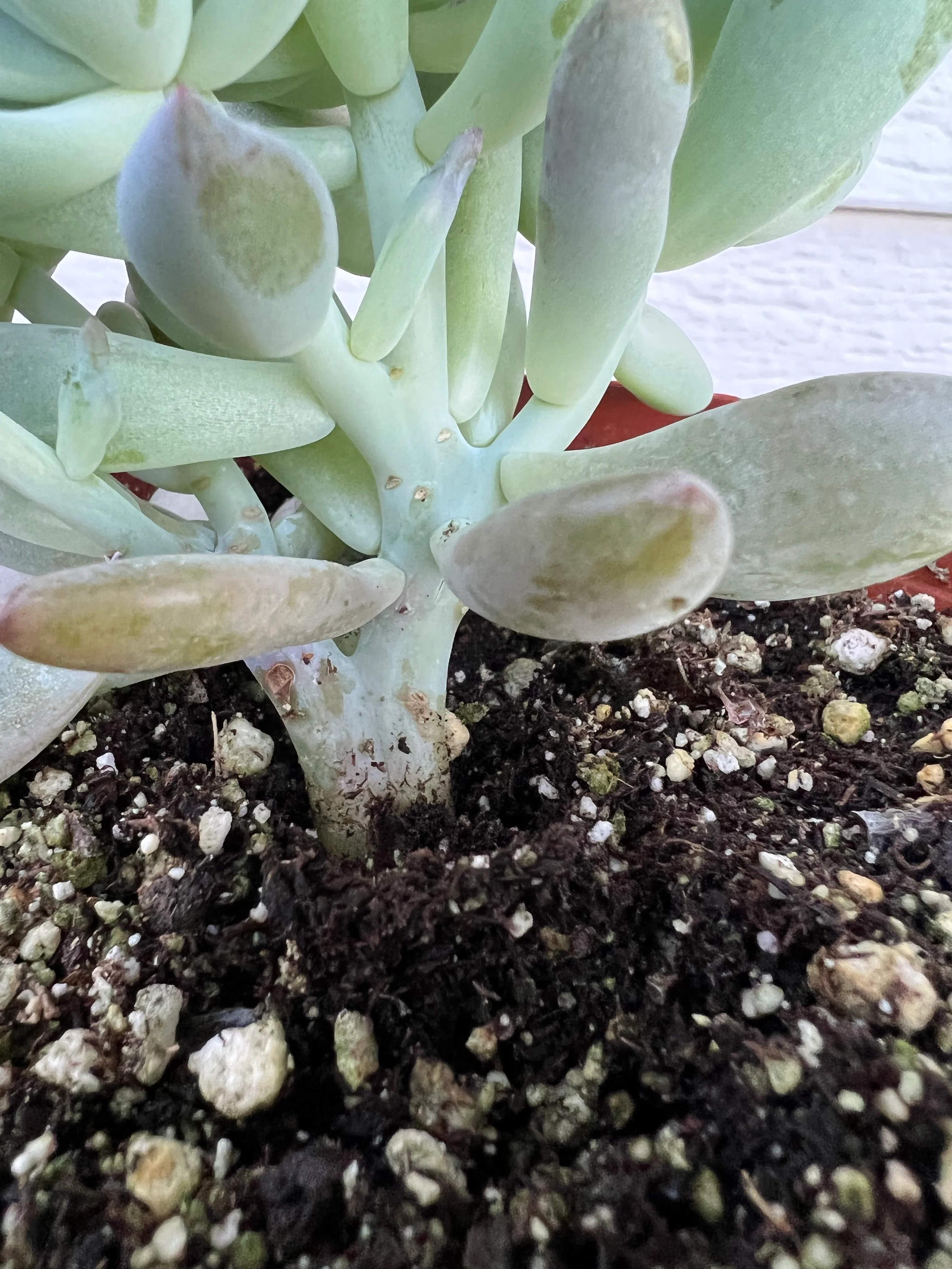 Crested Graptoveria Opalina - Image 5