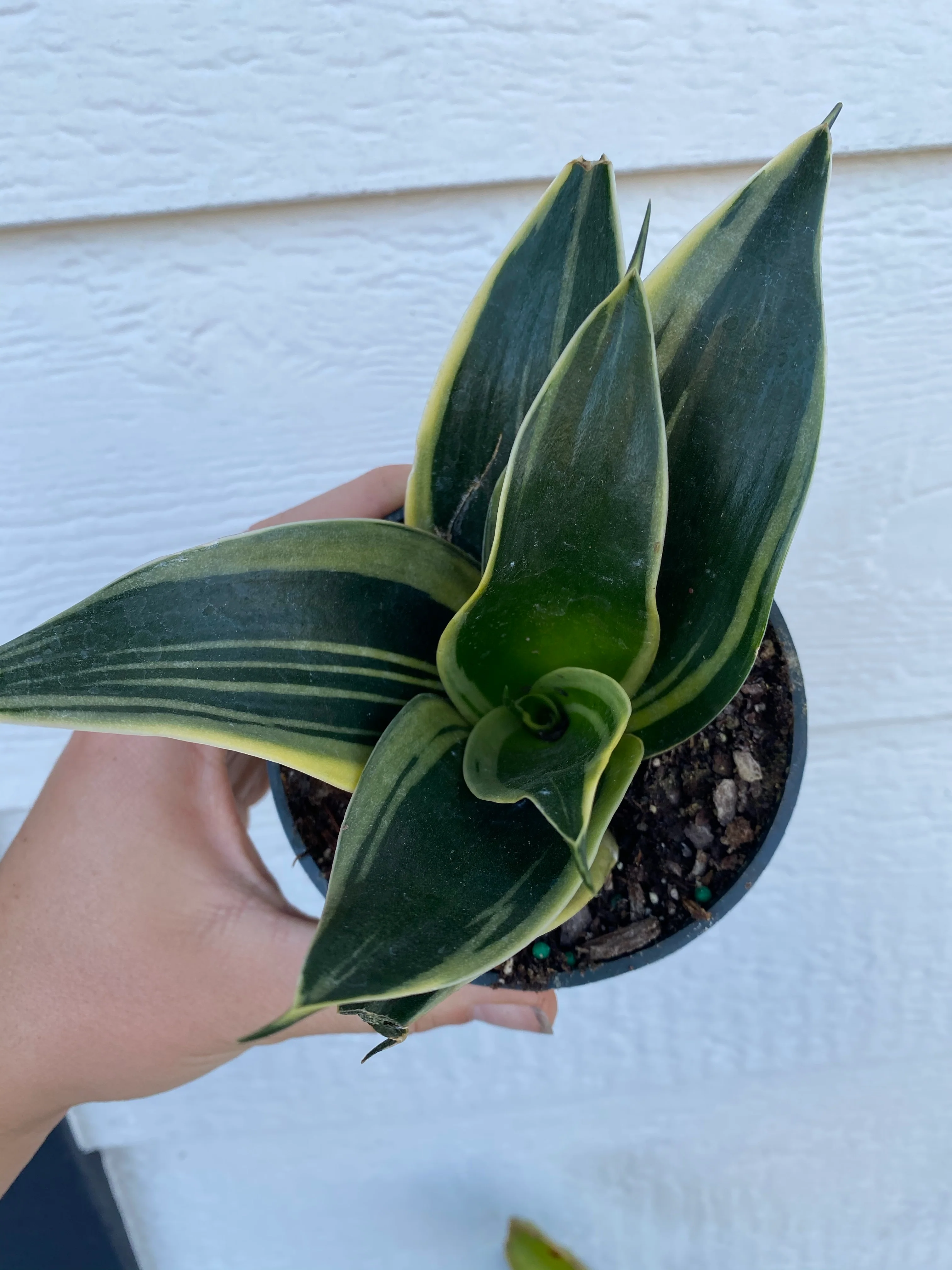 Dark Variegated Sansevieria - Image 4