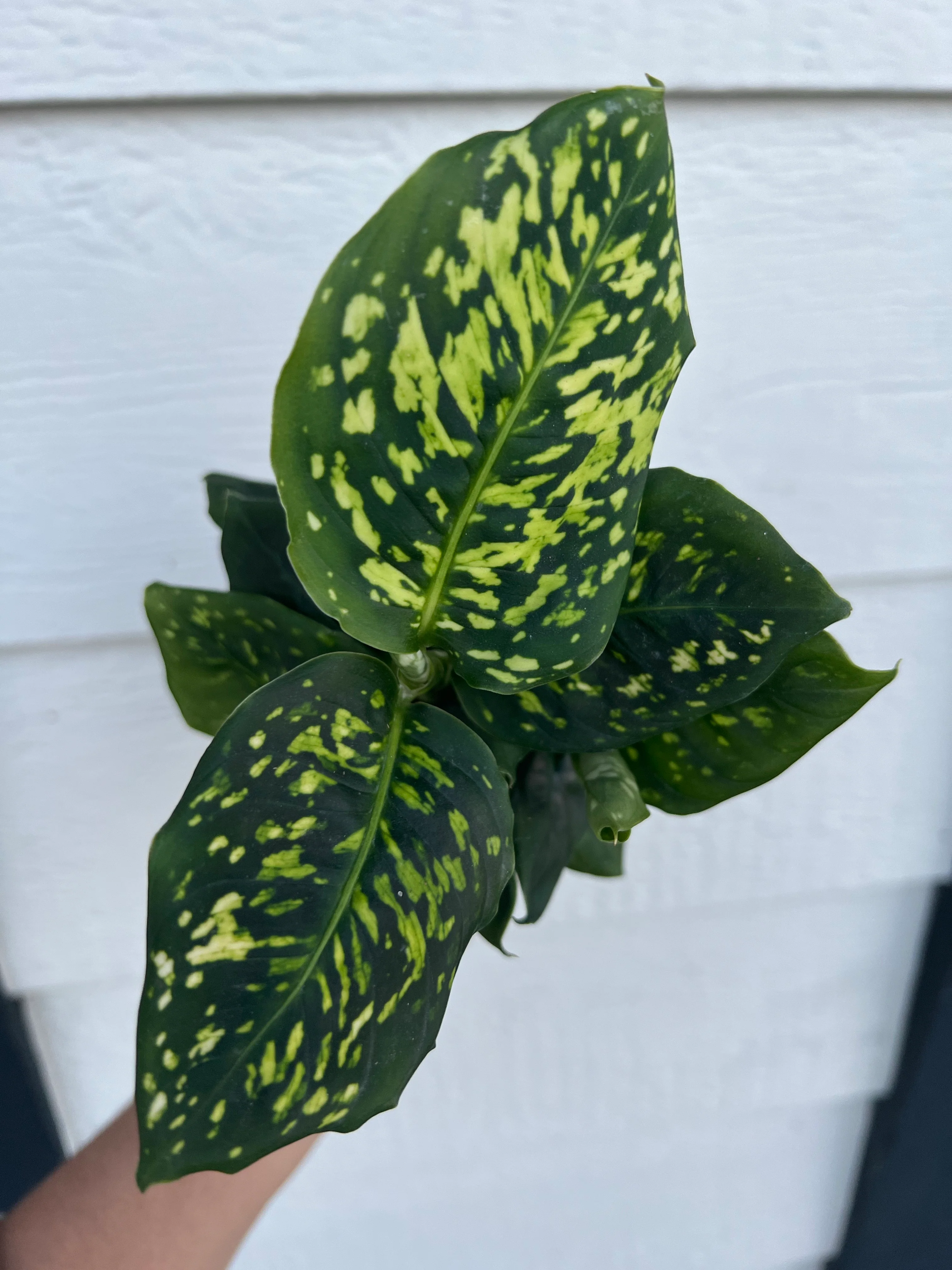 Diffenbachia Reflector - Image 3