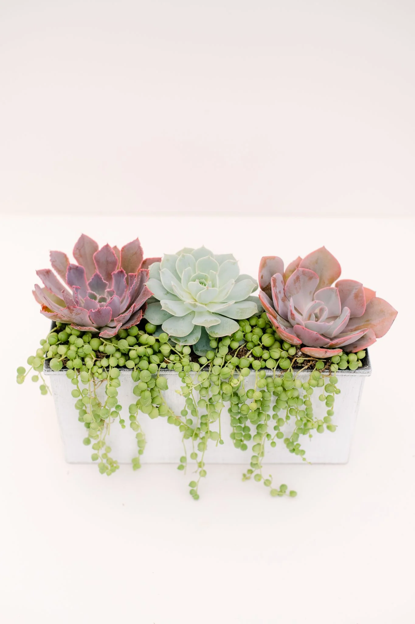 DIY Succulent Centerpiece Kit - Image 2
