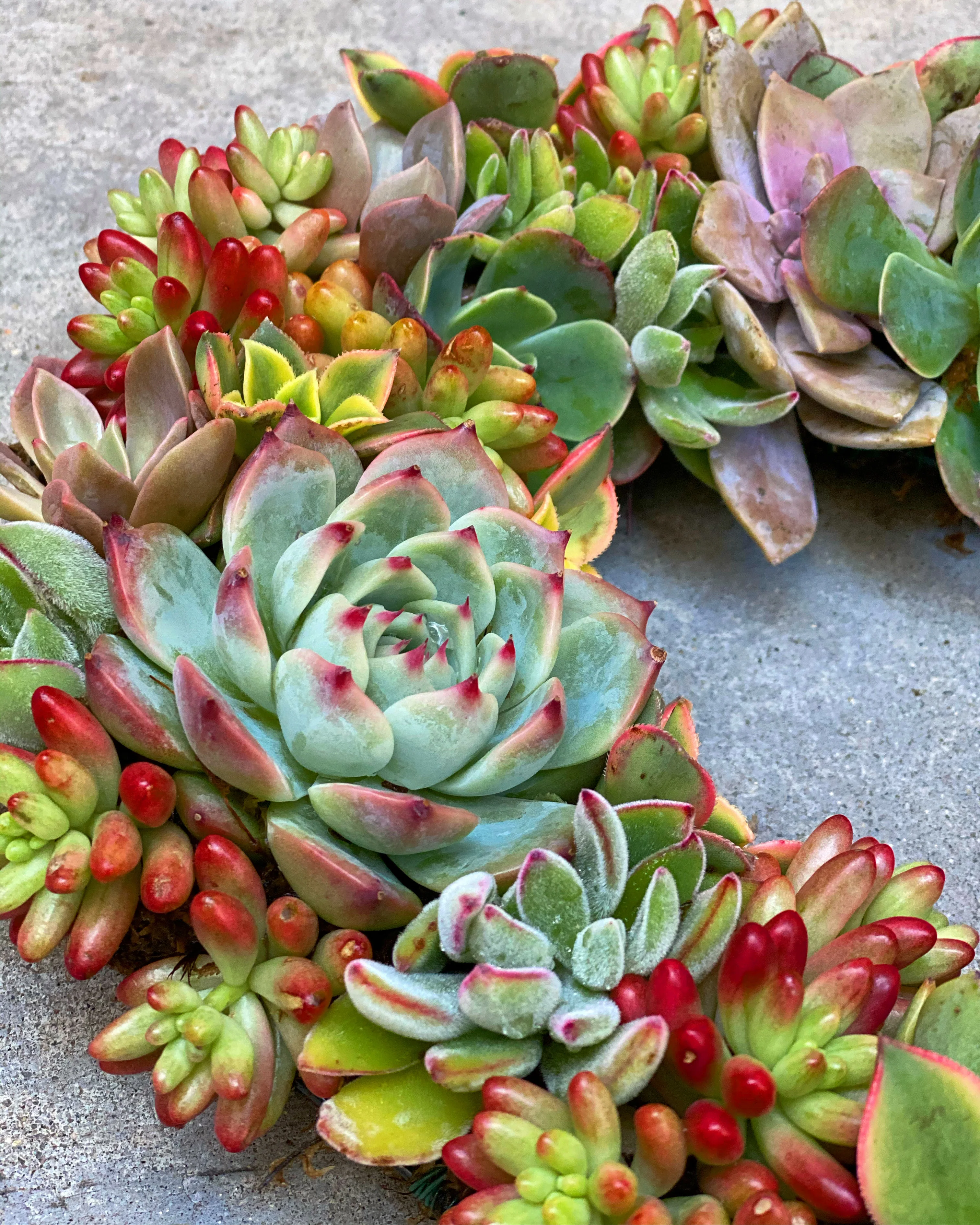 DIY Succulent Heart Wreath Kit - Image 3