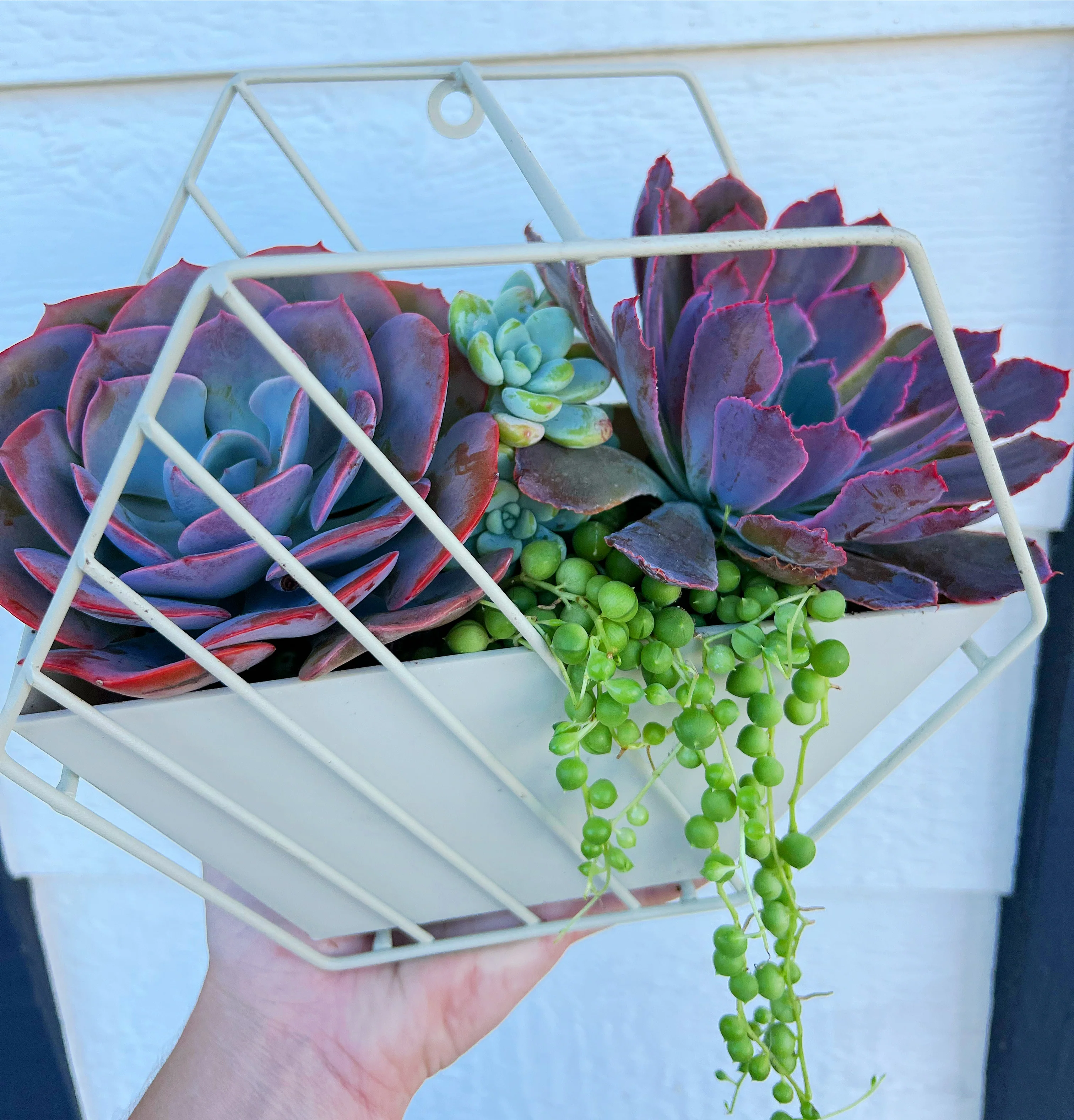 DIY Succulent Hexagon Tin Planter Kit - Image 3