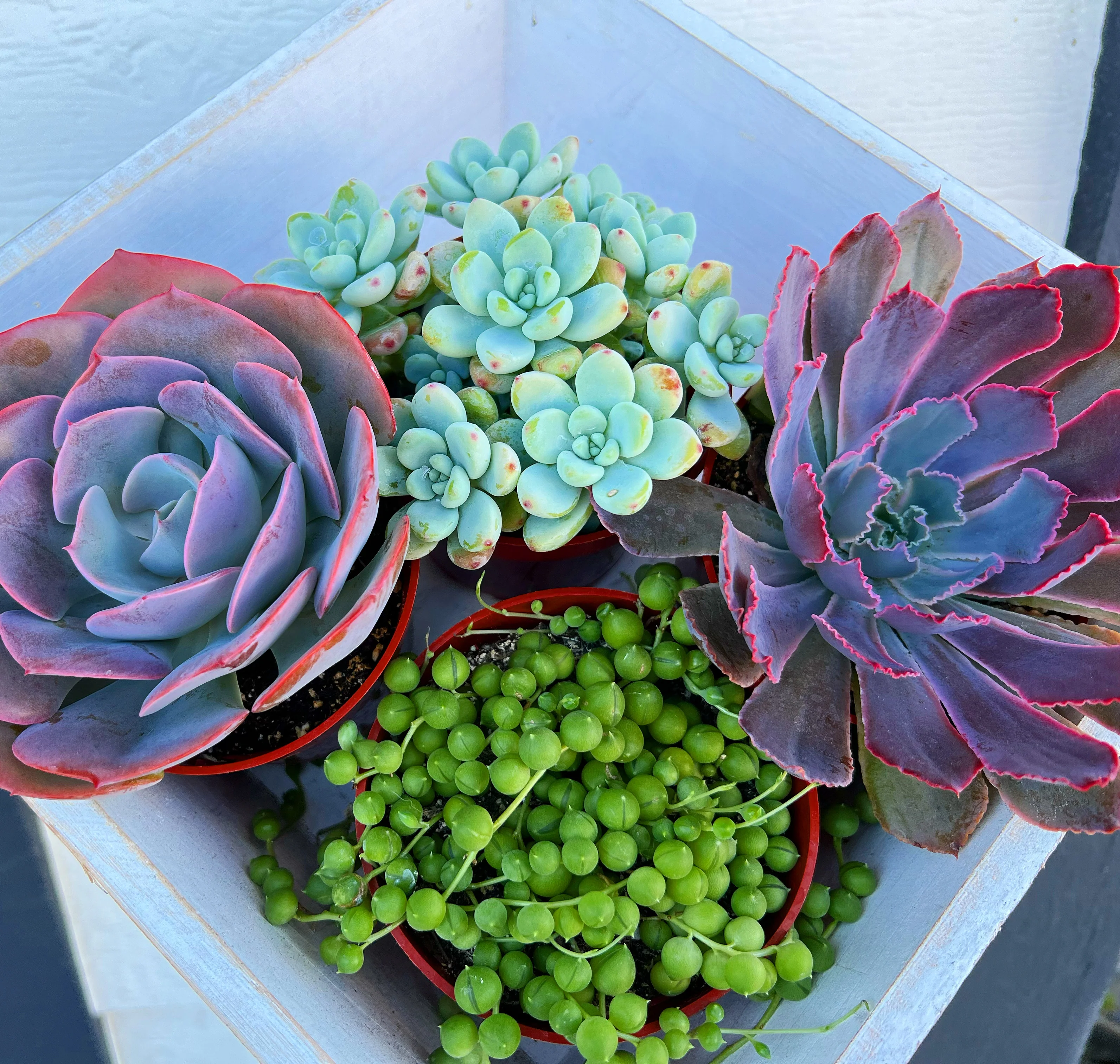 DIY Succulent Hexagon Tin Planter Kit - Image 4