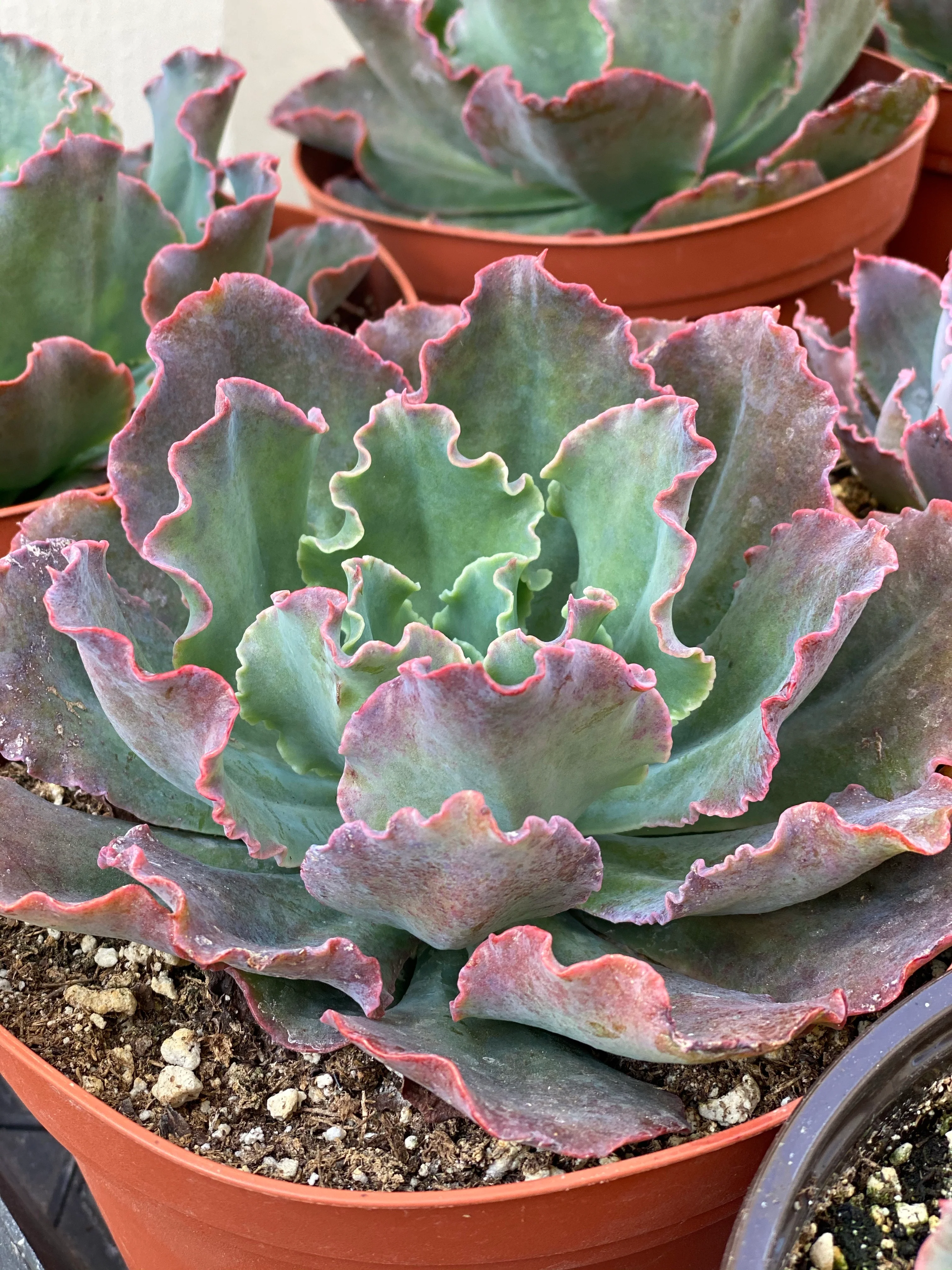 Echeveria Blue Curls - Image 3