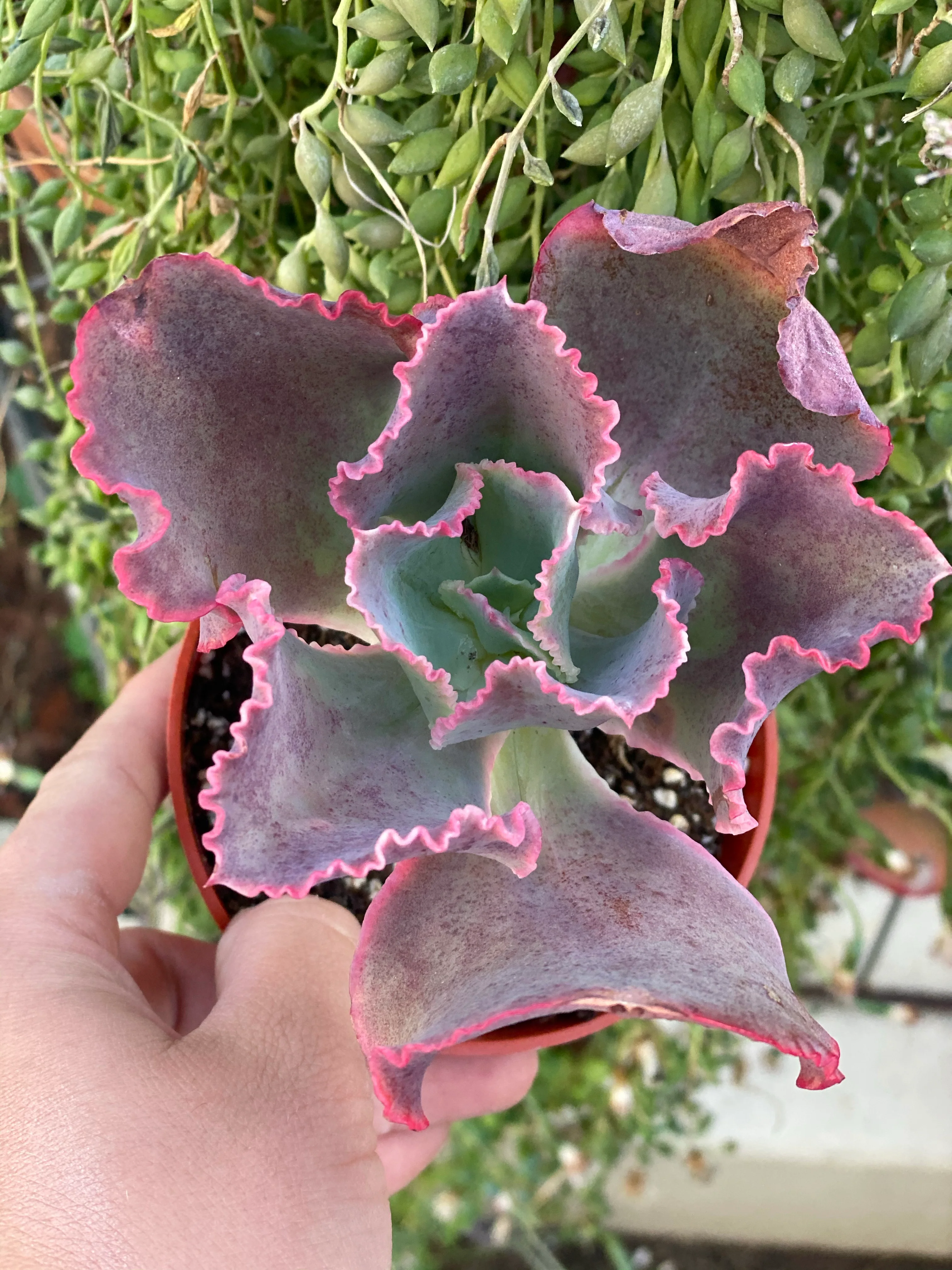 Echeveria Dick’s Pink - Image 4