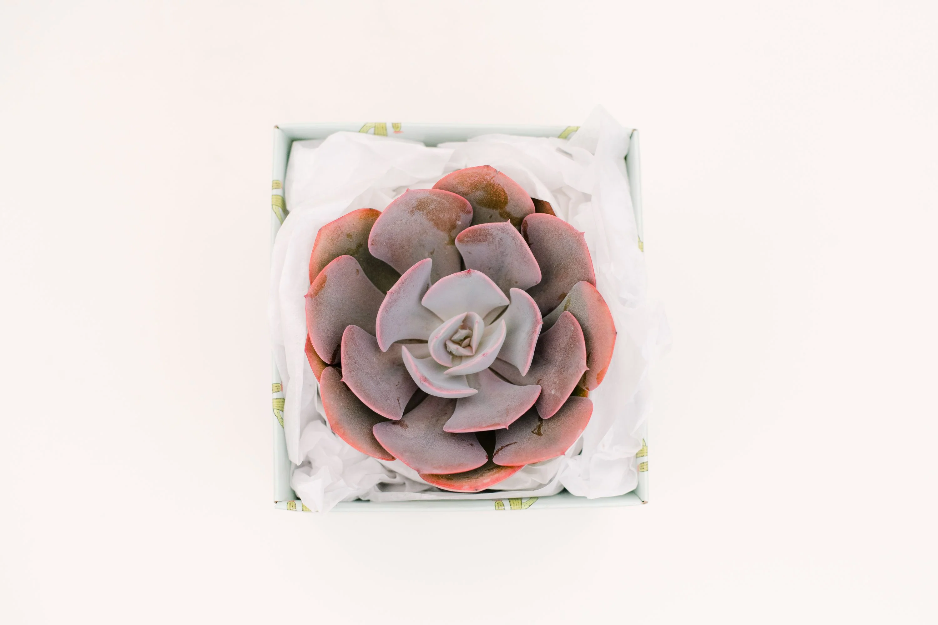 Echeveria Dusty Rose - Image 4