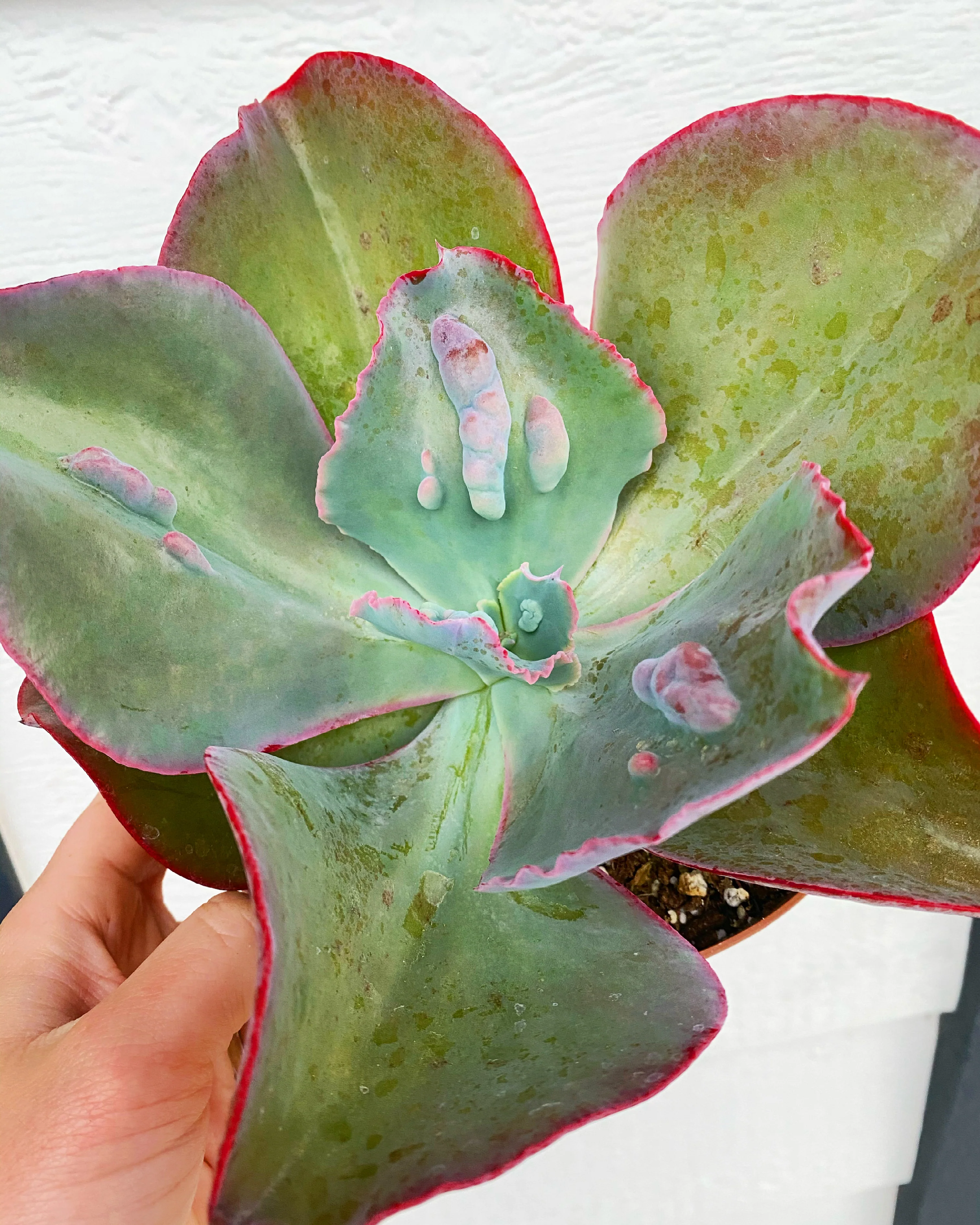 Echeveria Etna - Image 4