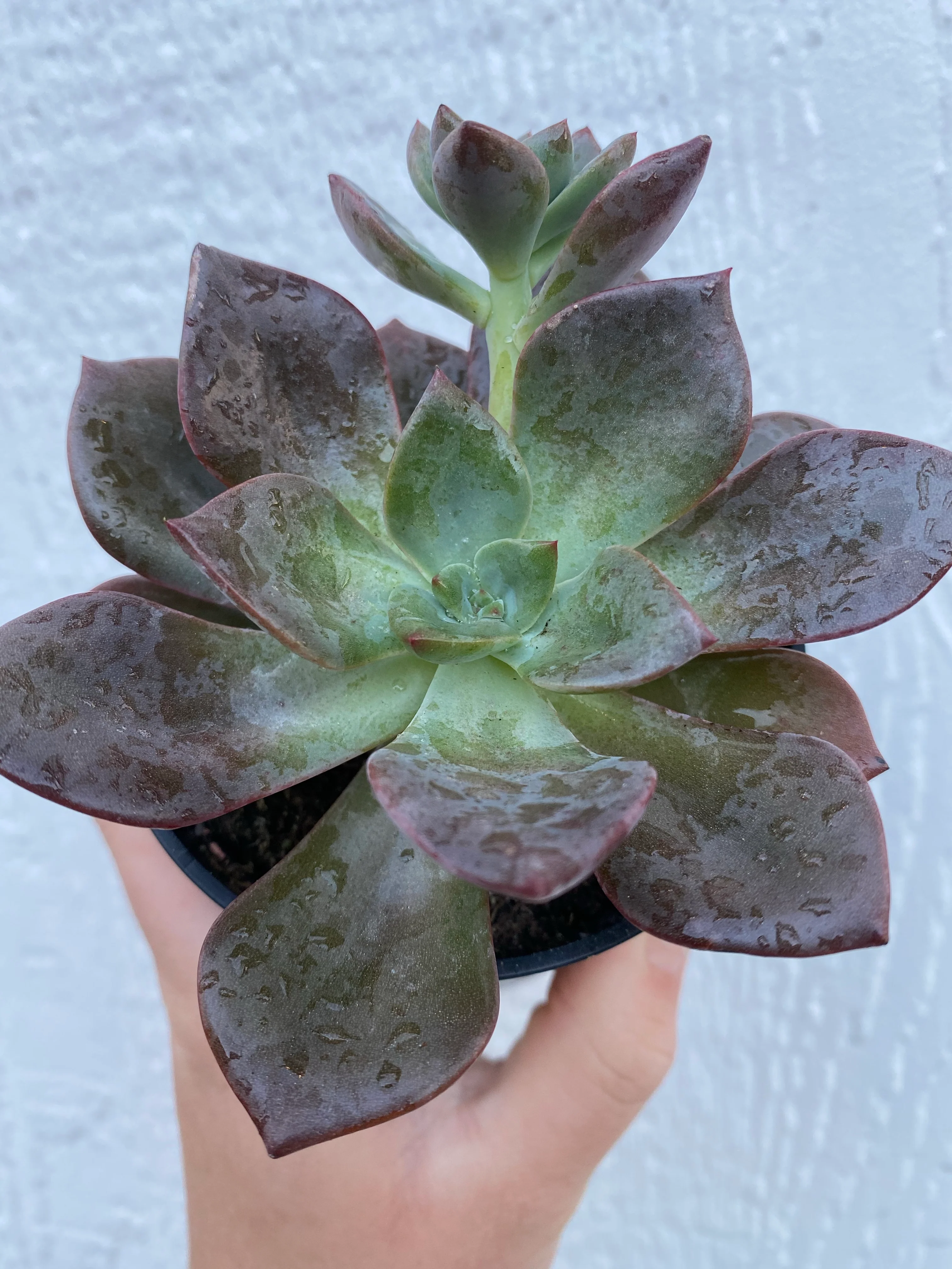 Echeveria Jessica - Image 2