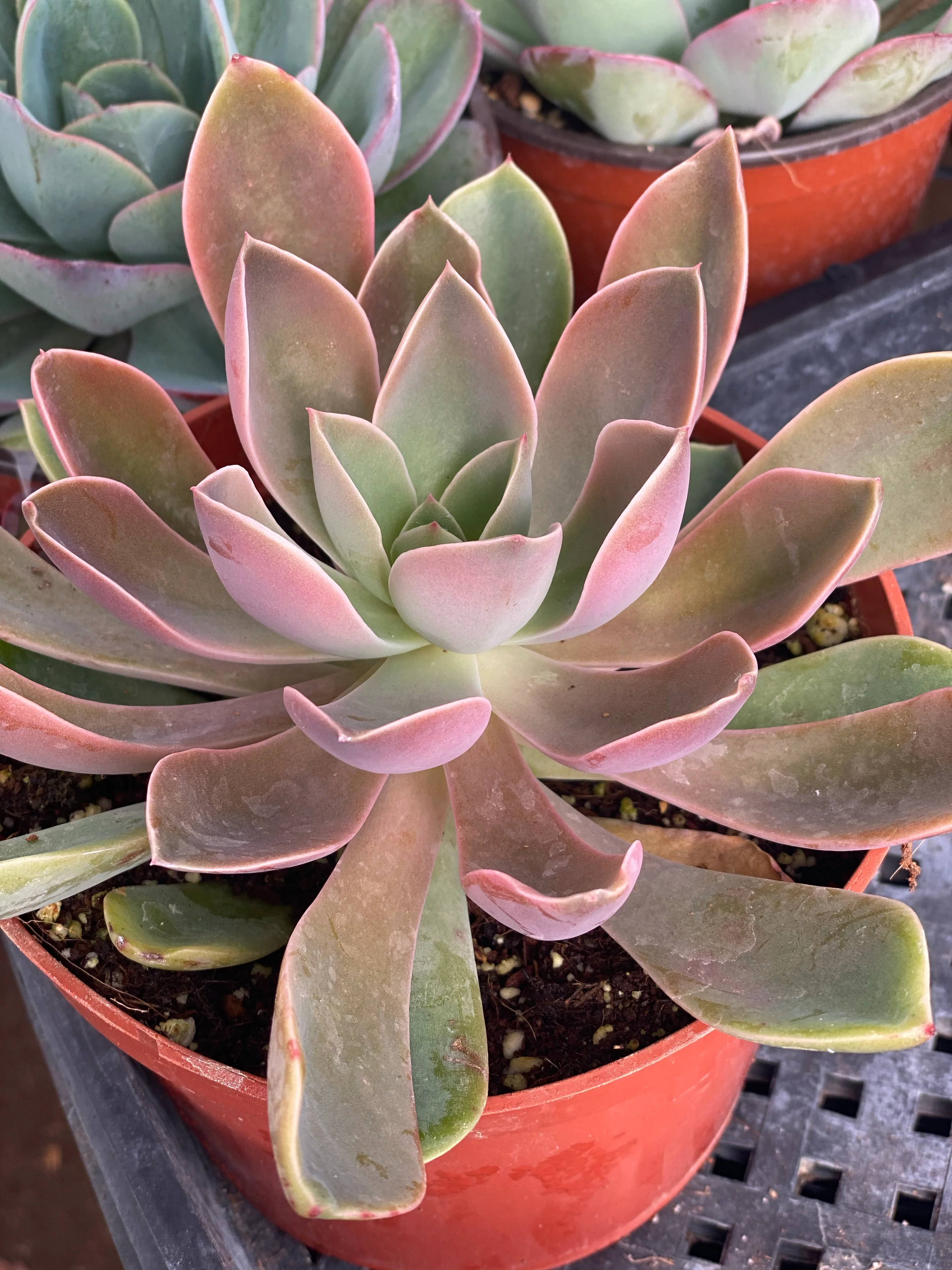 Graptoveria/Echeveria Jules - Image 4
