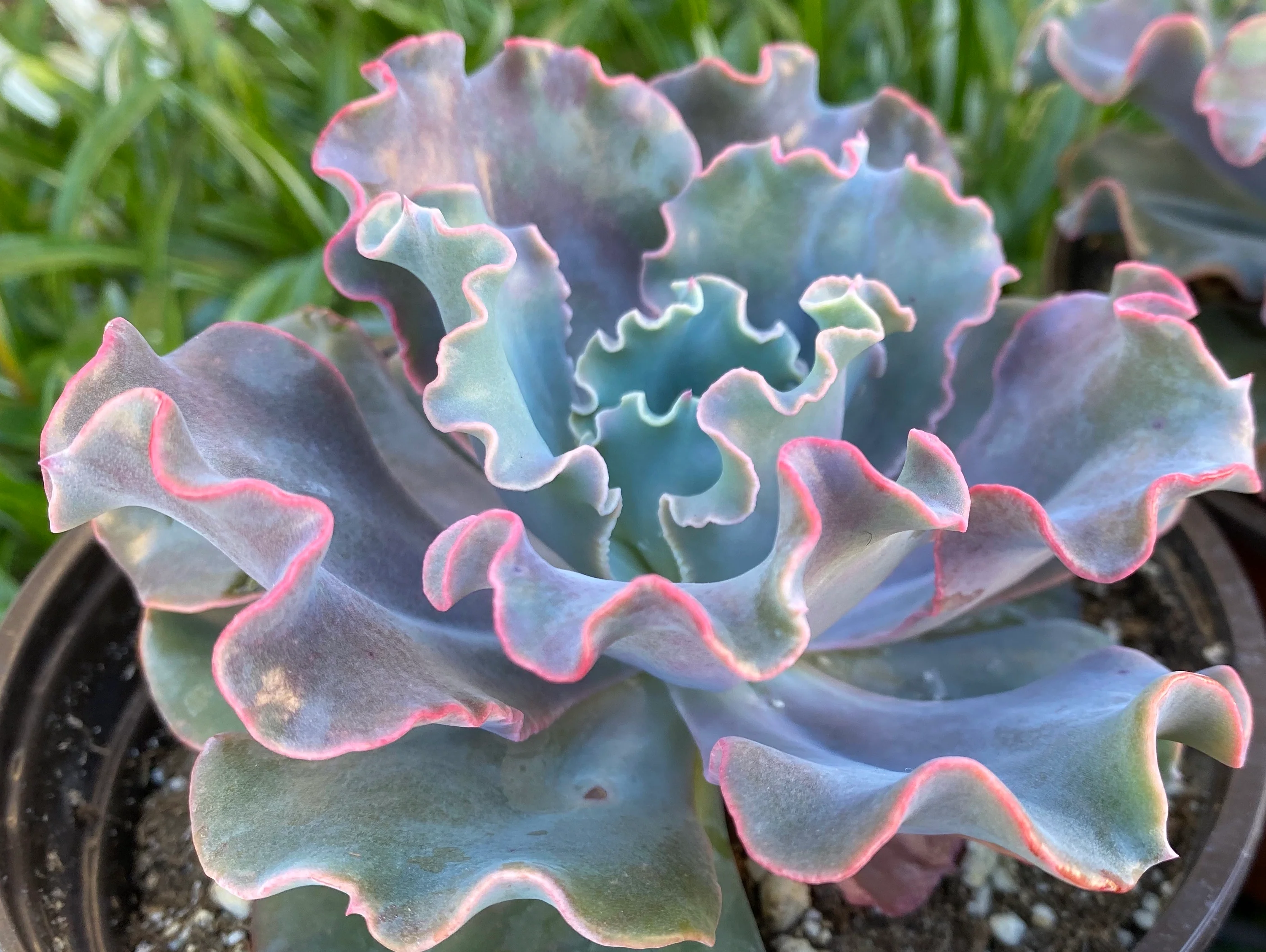 Echeveria Iridescent Ruffle Hybrid - Image 3