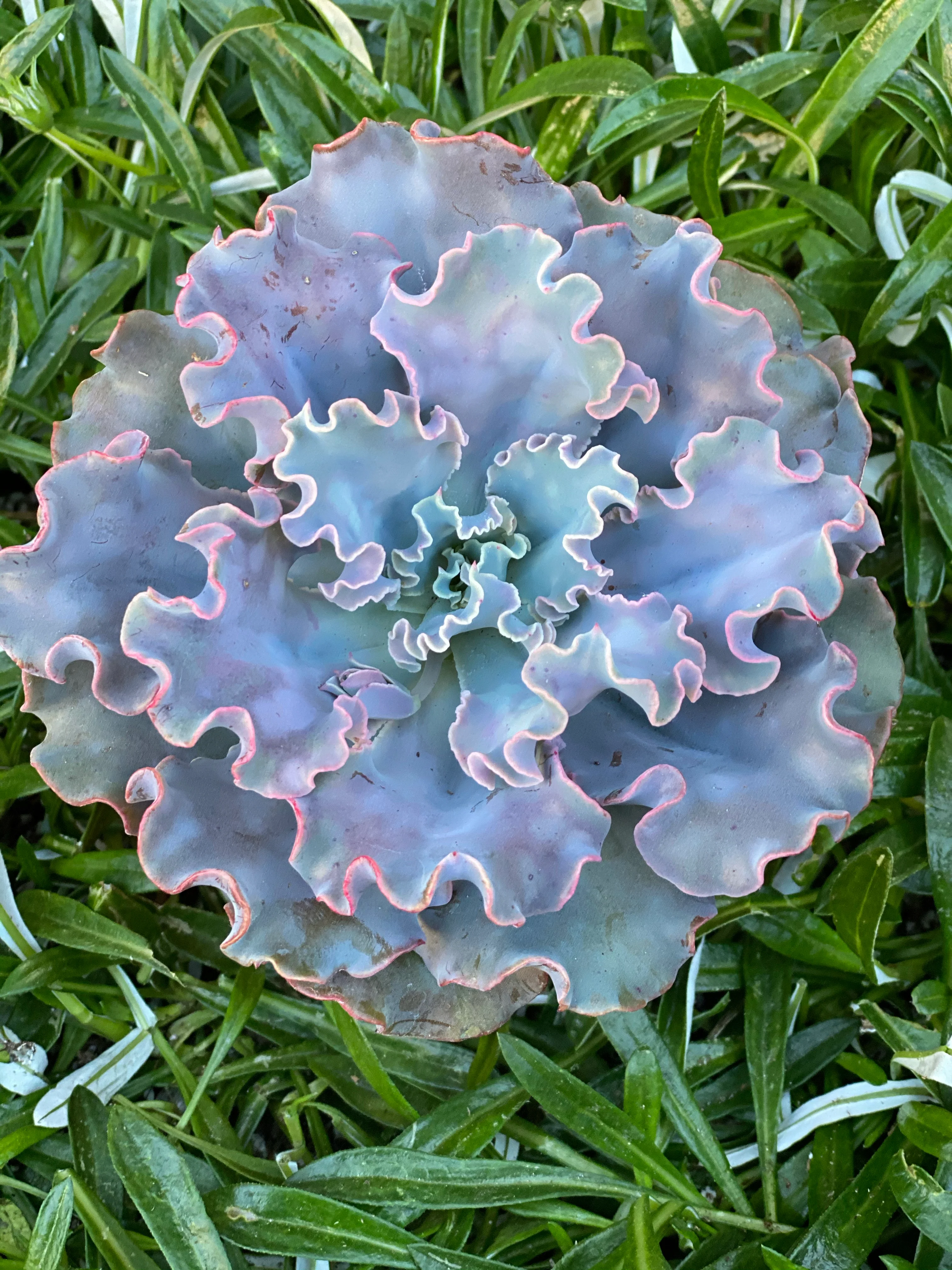 Echeveria Iridescent Ruffle Hybrid - Image 4