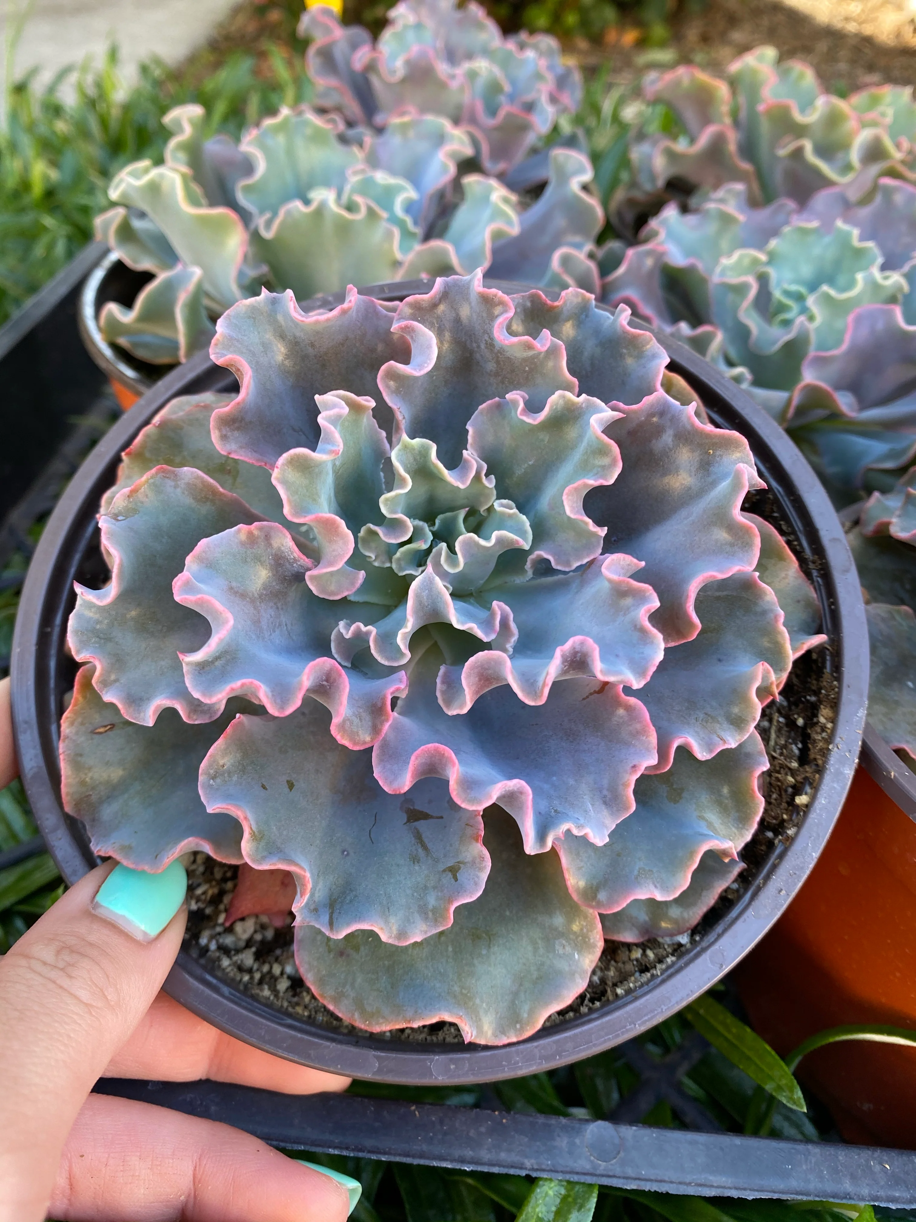 Echeveria Iridescent Ruffle Hybrid - Image 5