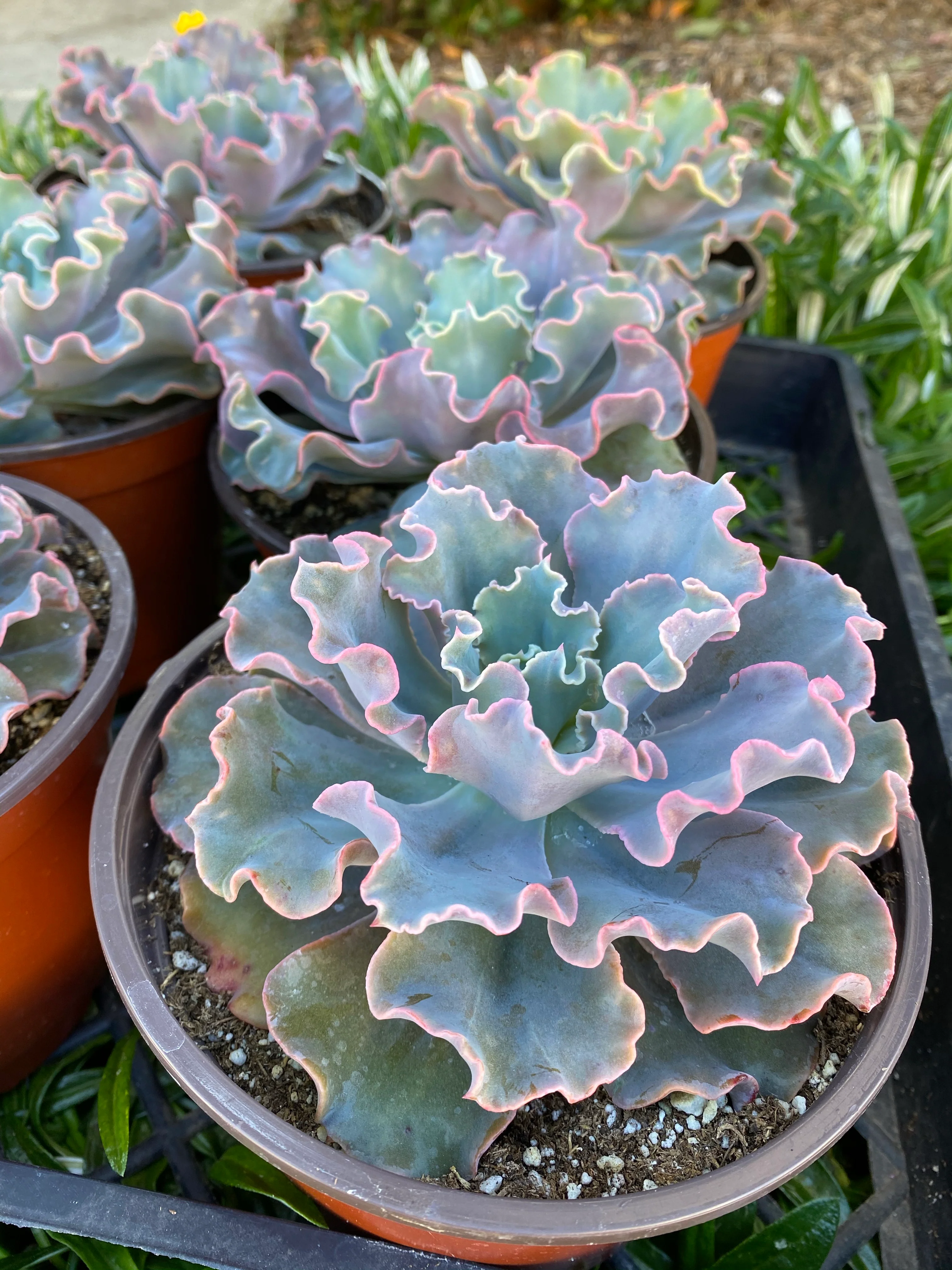 Echeveria Iridescent Ruffle Hybrid - Image 6