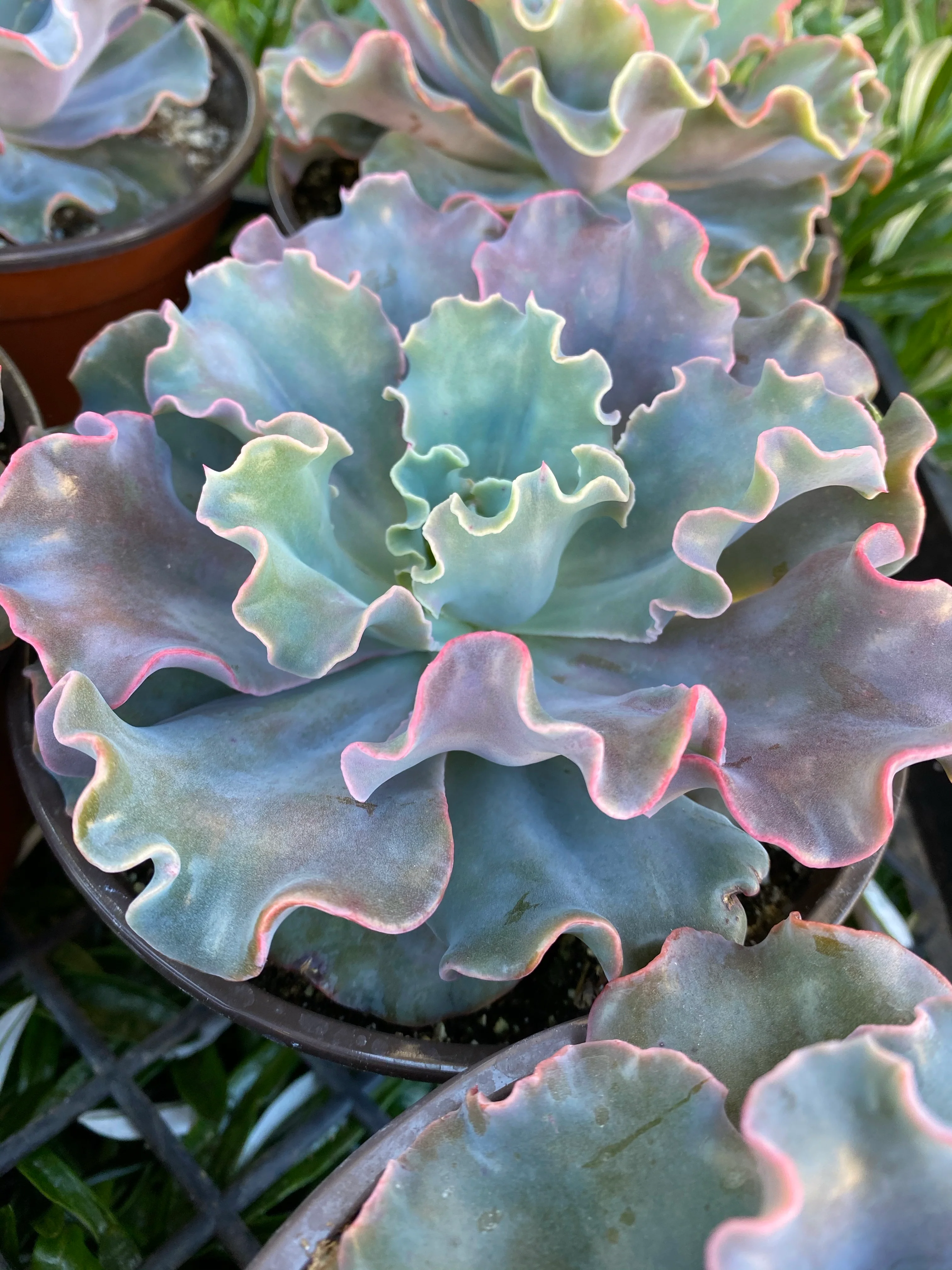 Echeveria Iridescent Ruffle Hybrid - Image 7