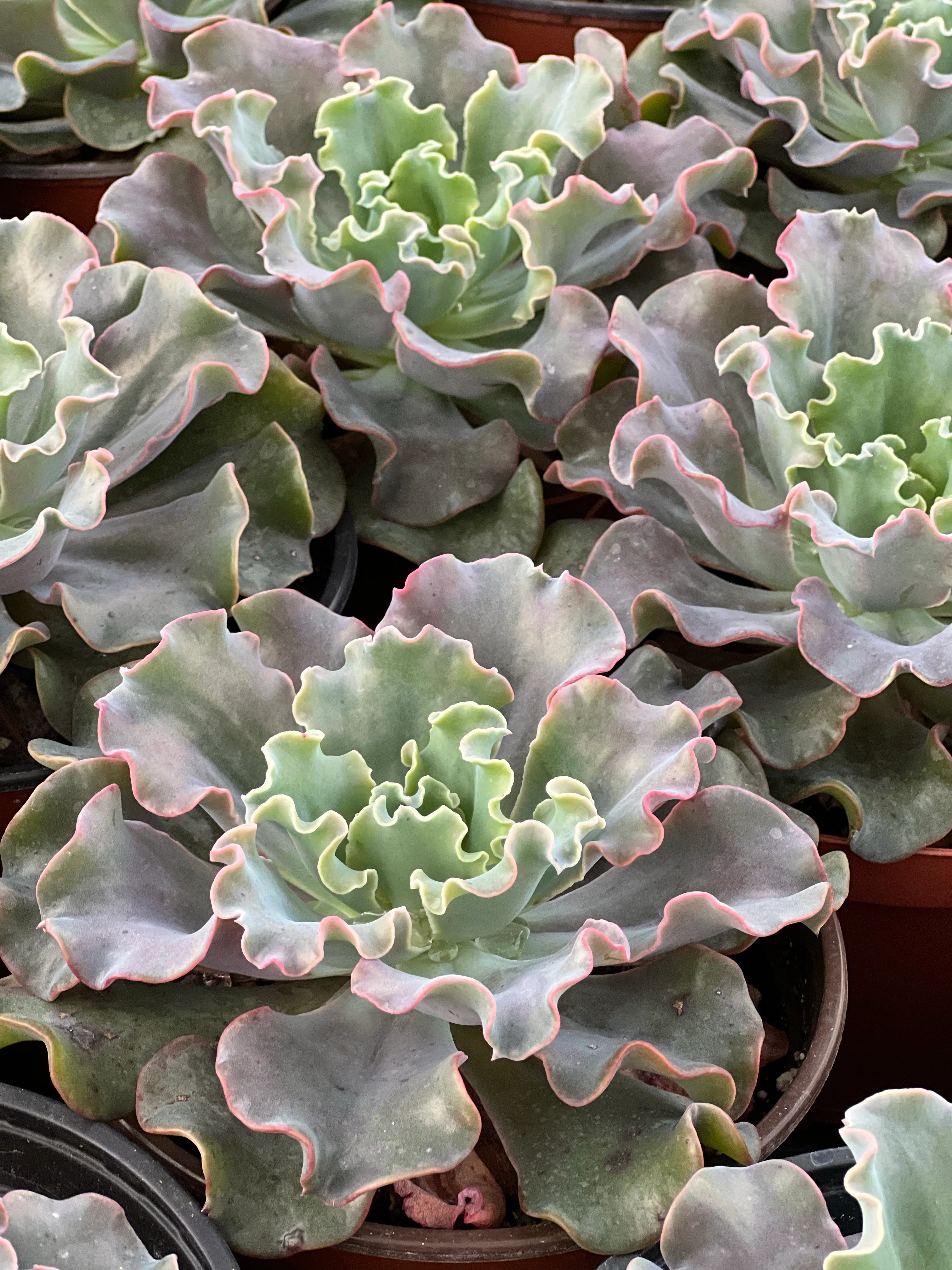Echeveria Iridescent Ruffle Hybrid - Image 8